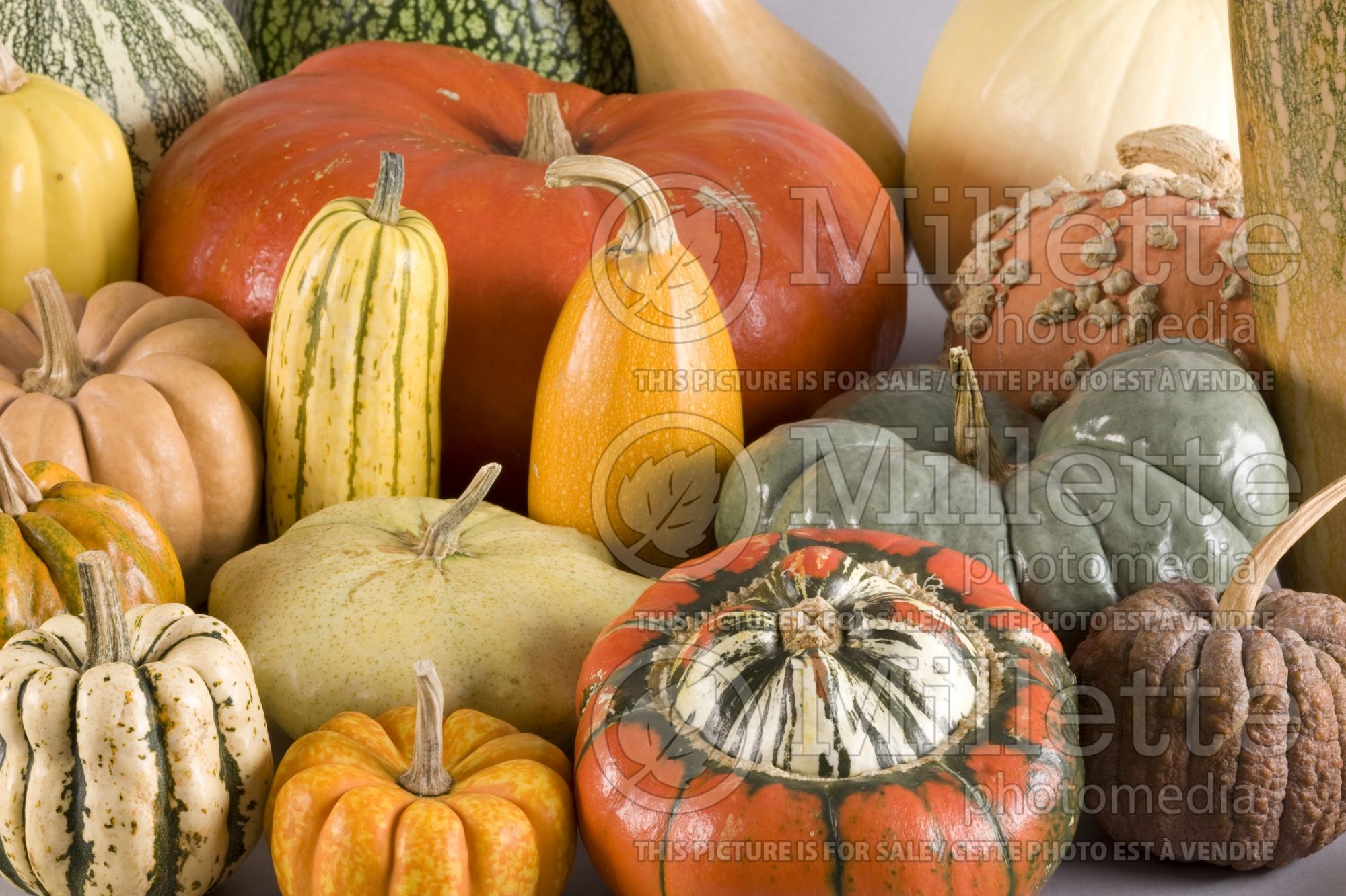 Cucurbita pepo Mix (Squash Zucchini courgette gourd vegetable) 9