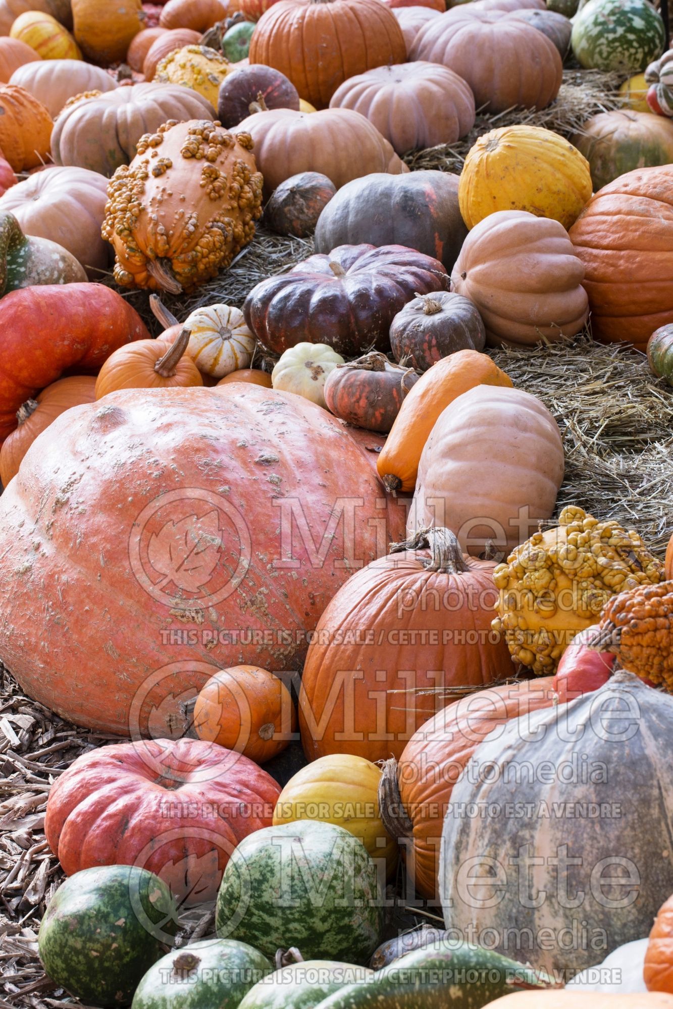 Cucurbita pepo Mix (Squash Zucchini courgette gourd vegetable) 5