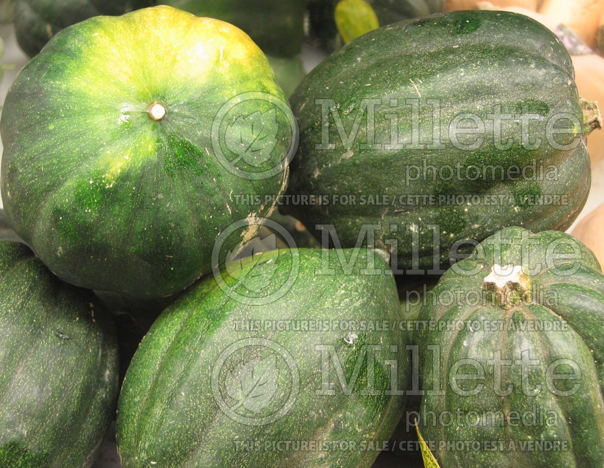 Cucurbita Table Queen (Squash crookneck Zucchini courgette gourd vegetable) 1
