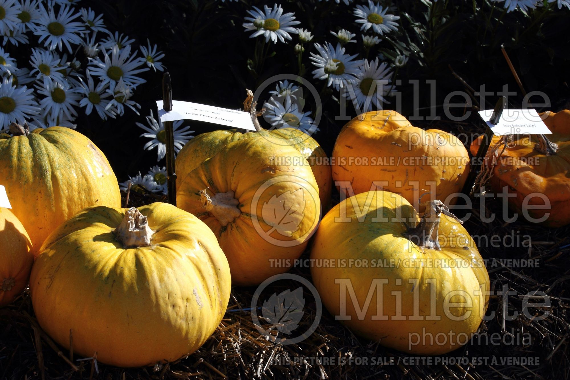 Cucurbita Tondo chiaro di Nizza (Squash vegetable fruit) 1