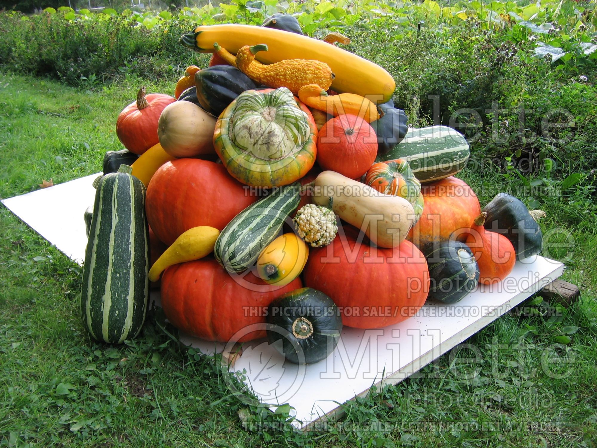 Cucurbita pepo Mix (Squash Zucchini courgette gourd vegetable) 6
