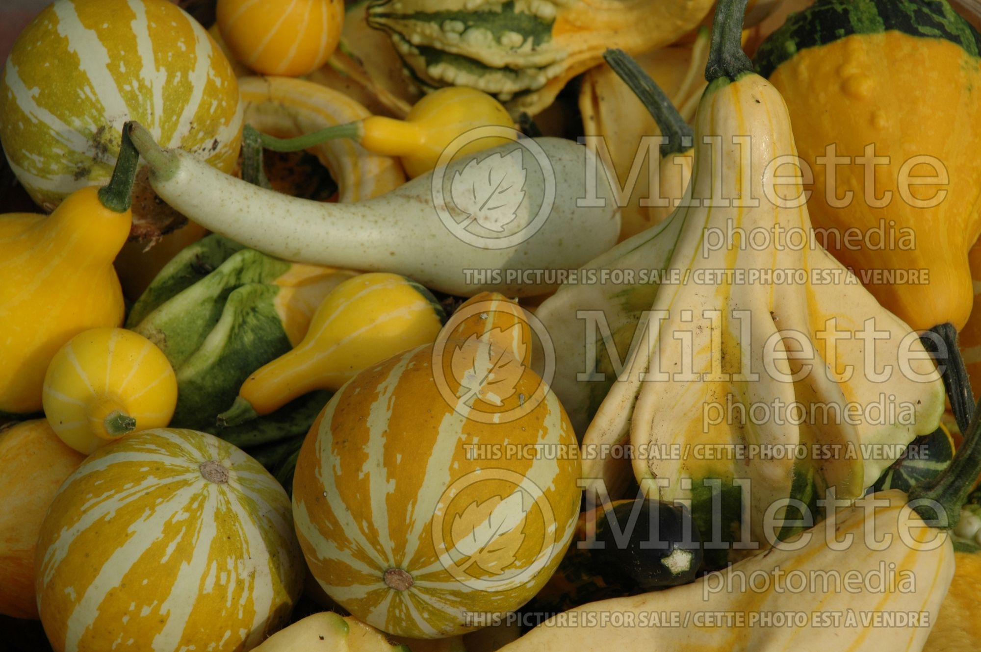 Cucurbita pepo Mix (Squash Zucchini courgette gourd vegetable) 10