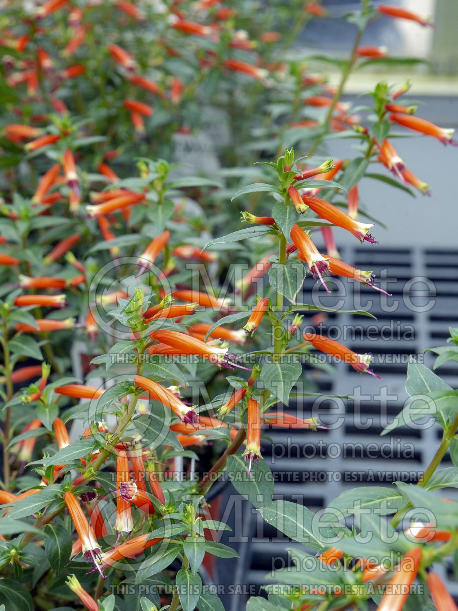 Cuphea Vermillionaire (Firecracker Plant Cuphea) 4