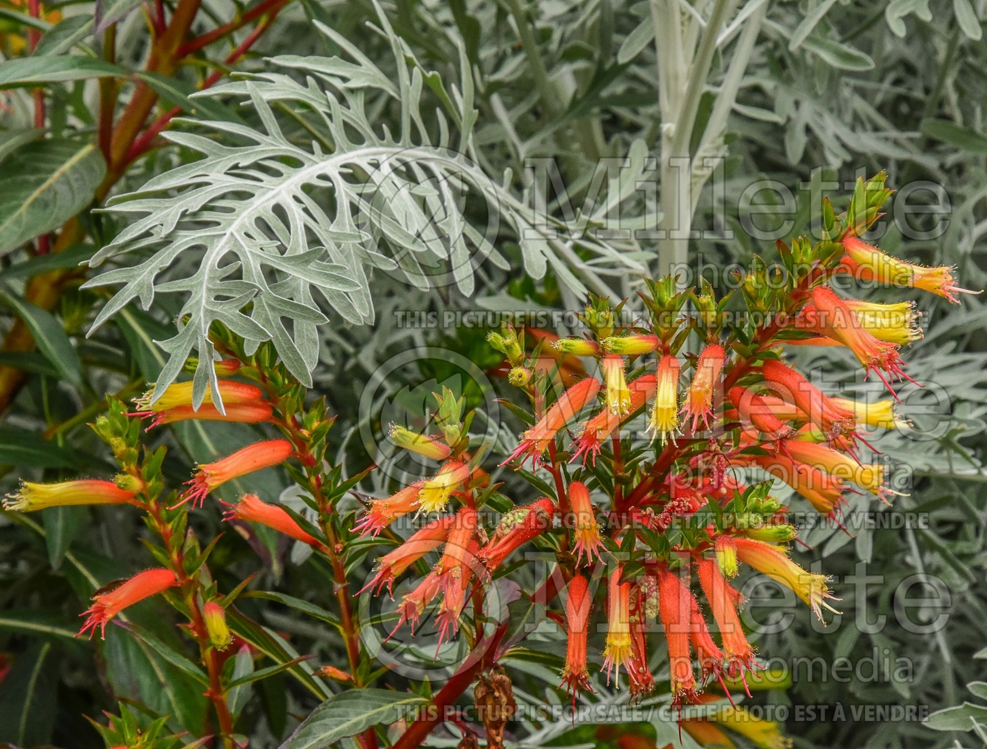 Cuphea Vermillionaire (Firecracker Plant Cuphea) 9
