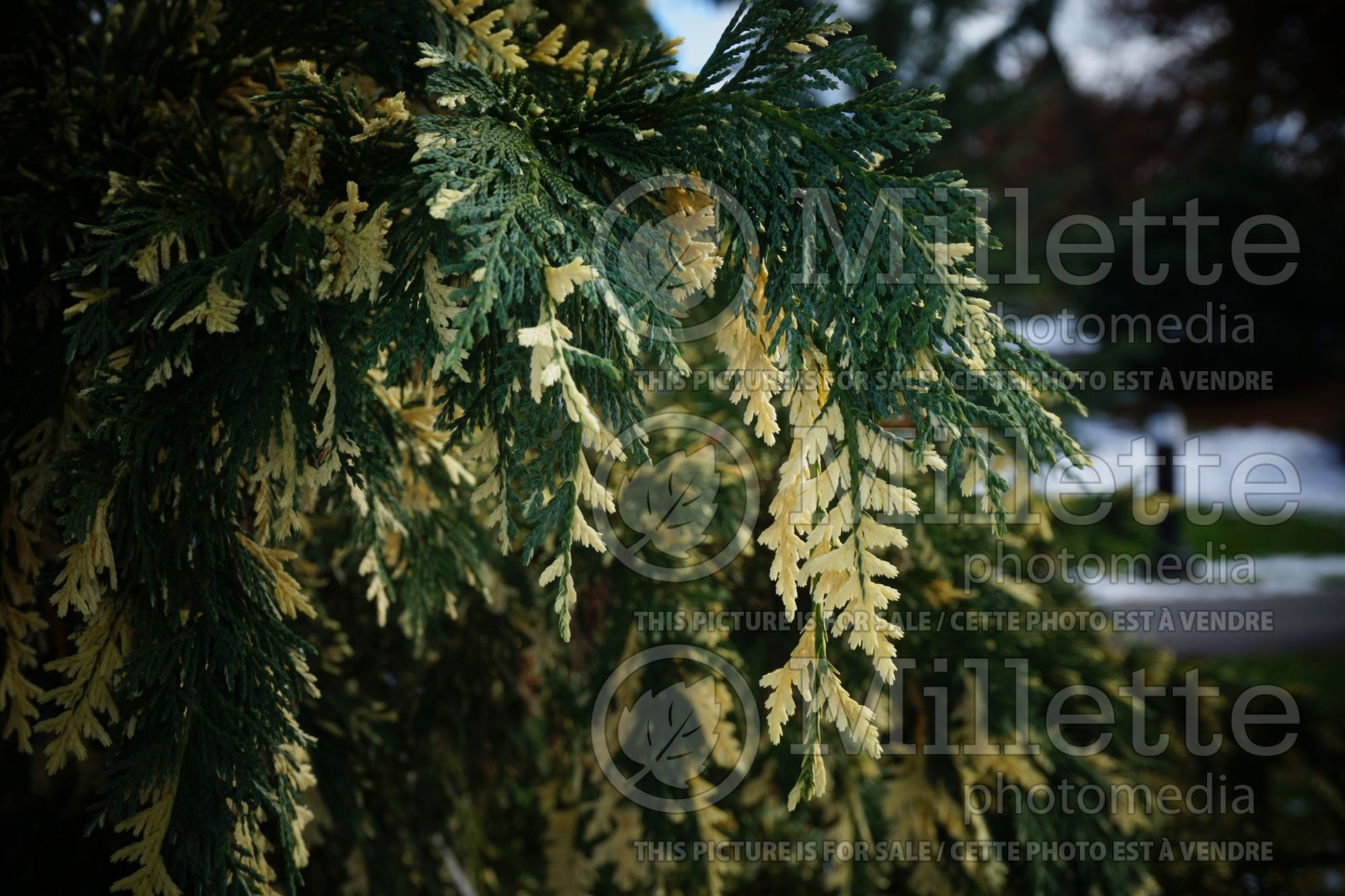 Cupressus Sparkling Arrow (Monterey Cypress conifer) 2