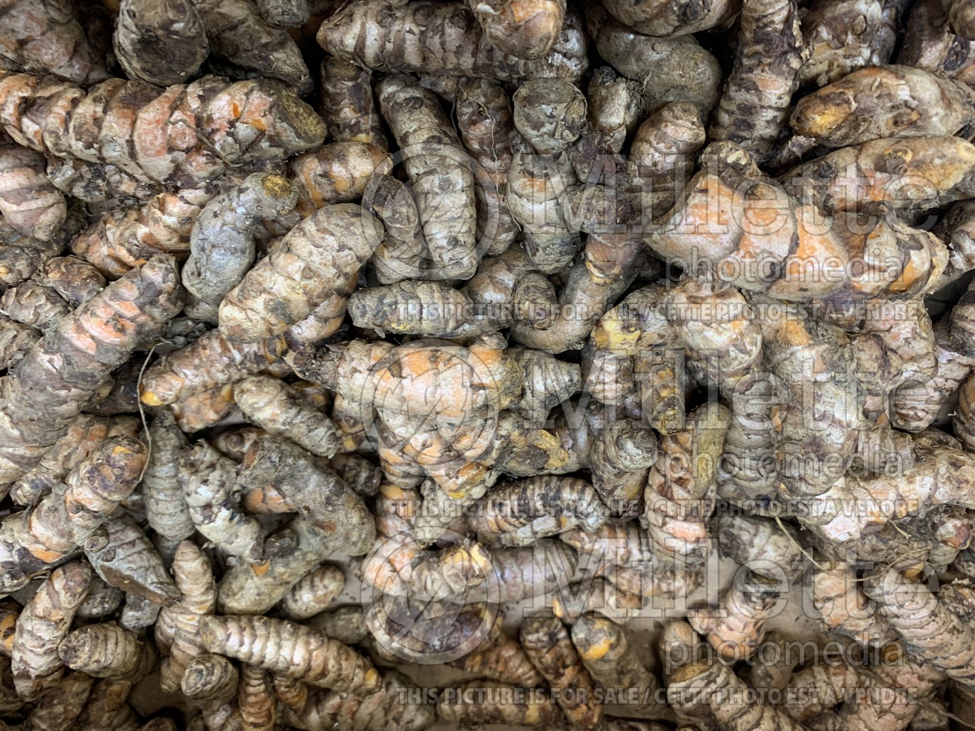 Curcuma longa (turmeric) 1