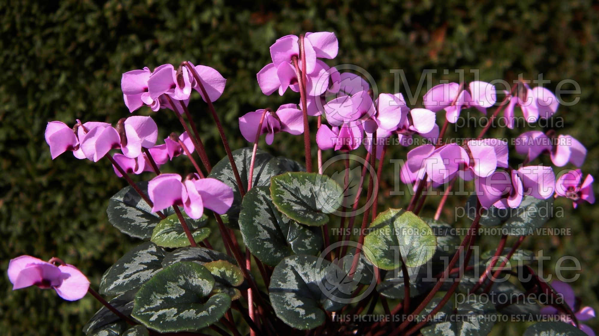 Cyclamen alpinum (alpine cyclamen) 1