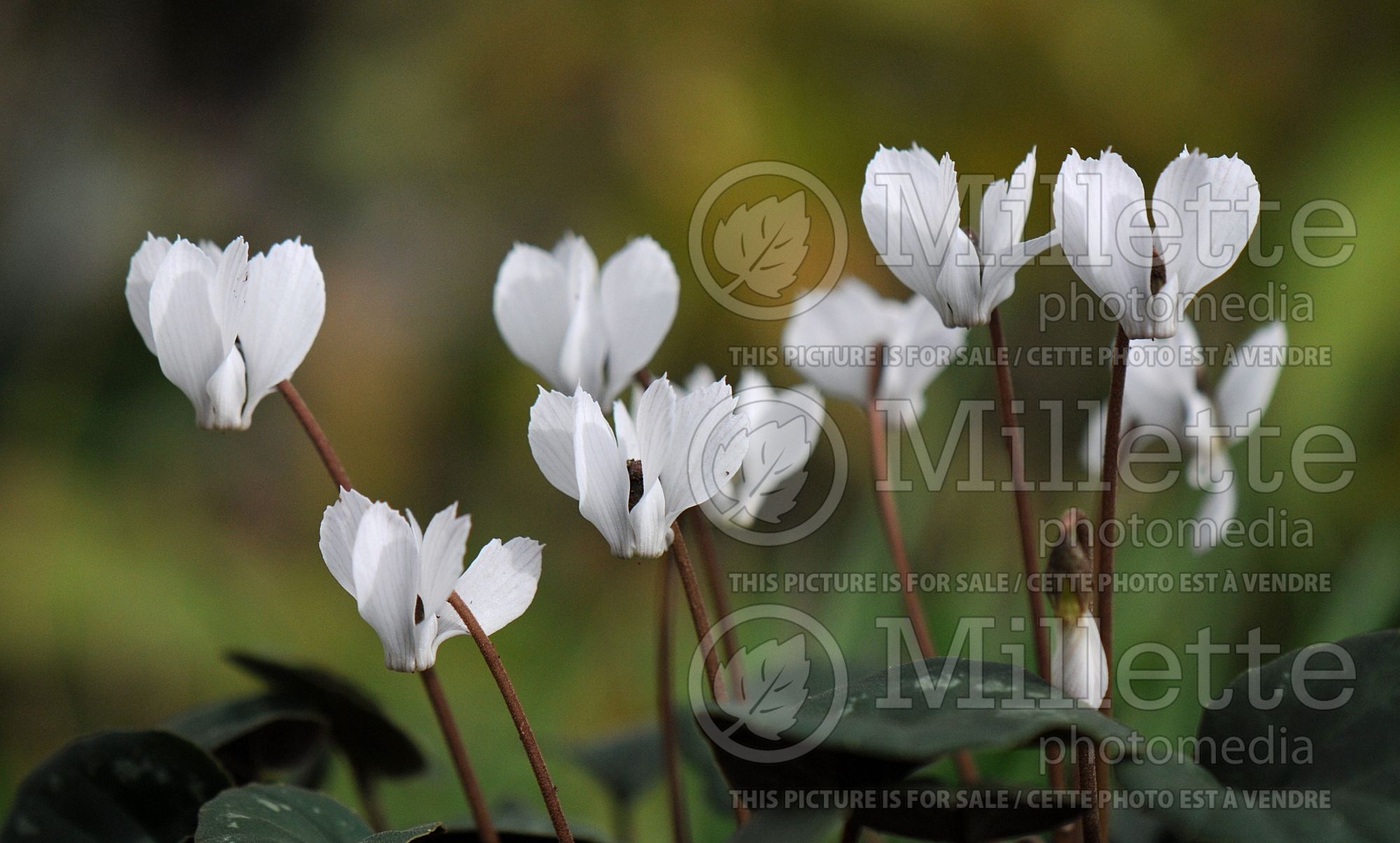 Cyclamen intaminatum (cyclamen) 1