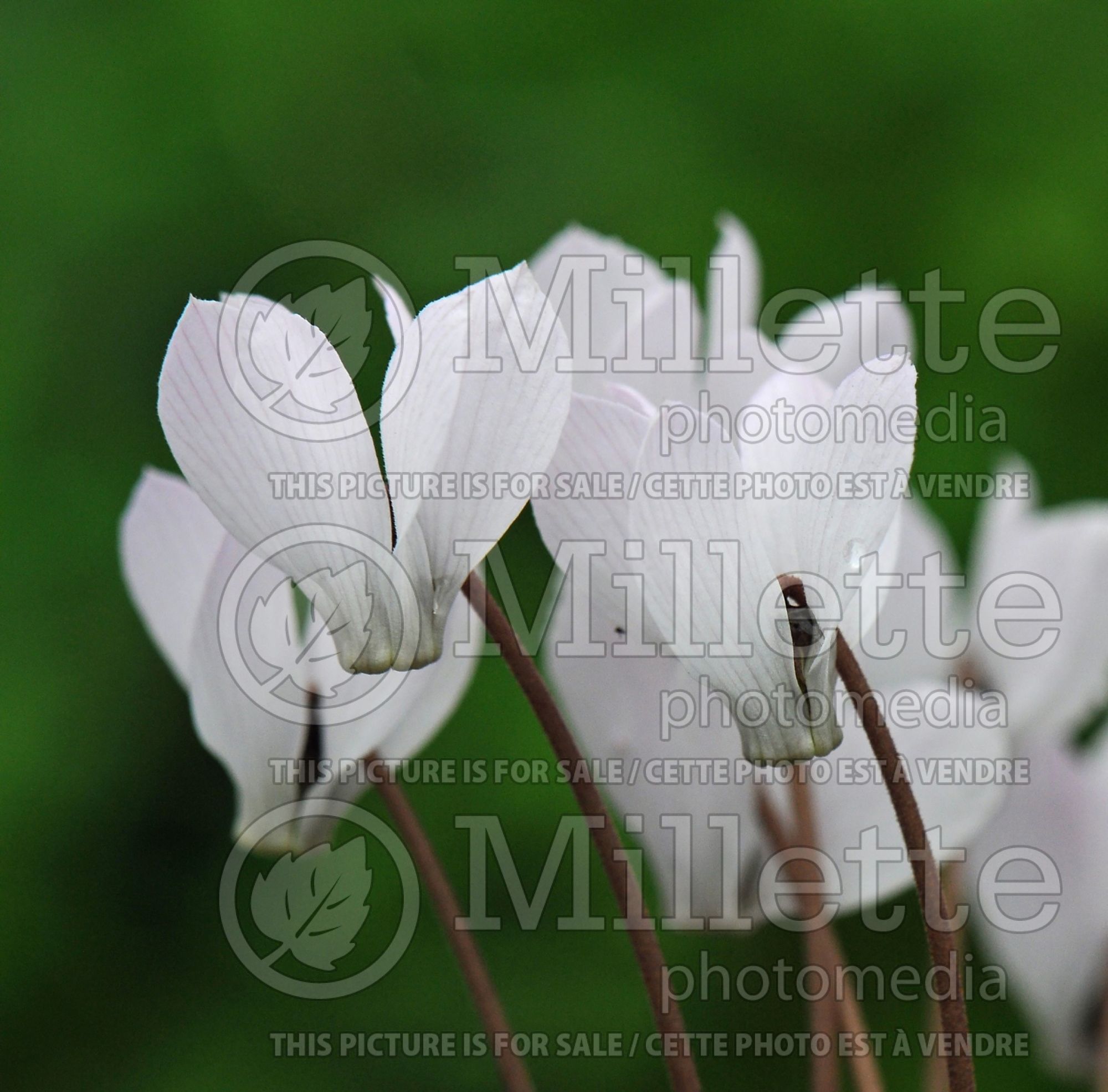 Cyclamen intaminatum (cyclamen) 2