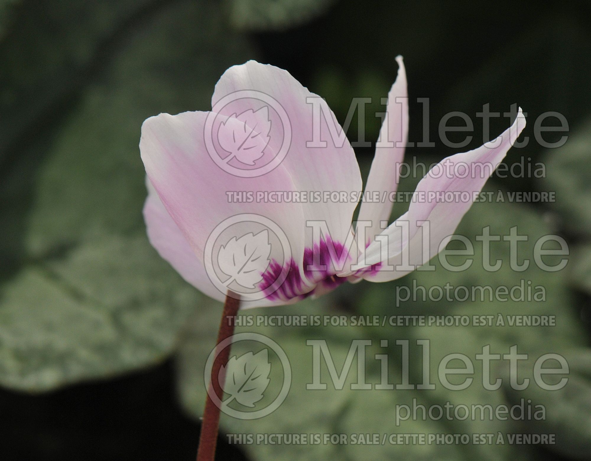 Cyclamen libanoticum (Lebanon cyclamen) 1