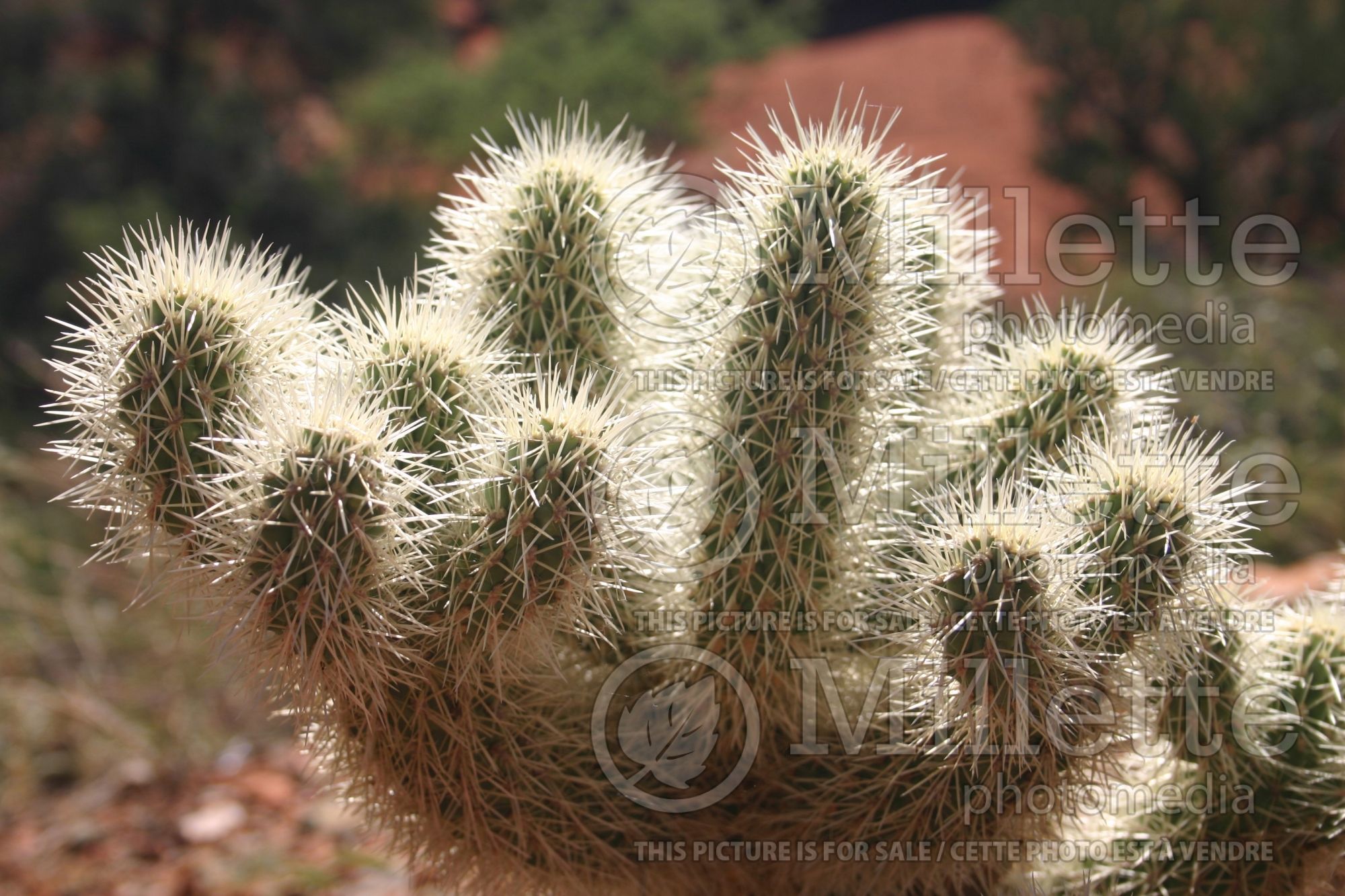 Cylindropuntia aka Opuntia bigelovii (Teddy Bear Cholla cactus) 1