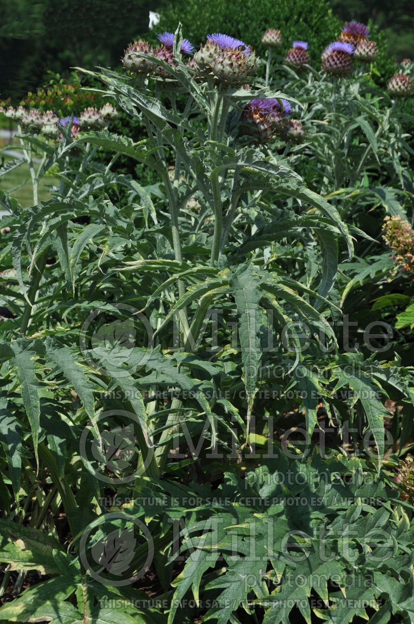 Cynara cardunculus (cardon Artichoke vegetable) 2