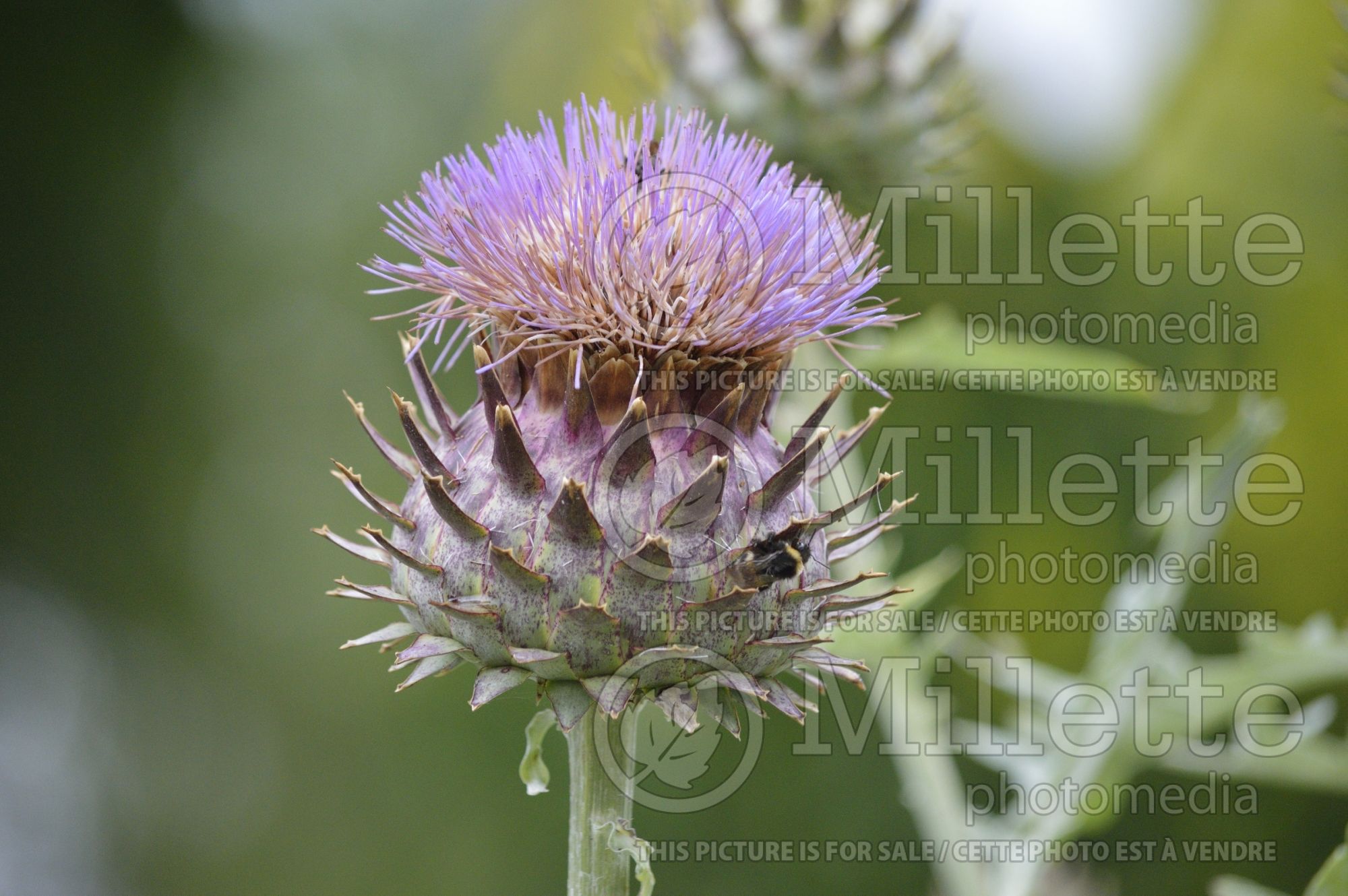 Cynara cardunculus (cardon Artichoke vegetable) 3