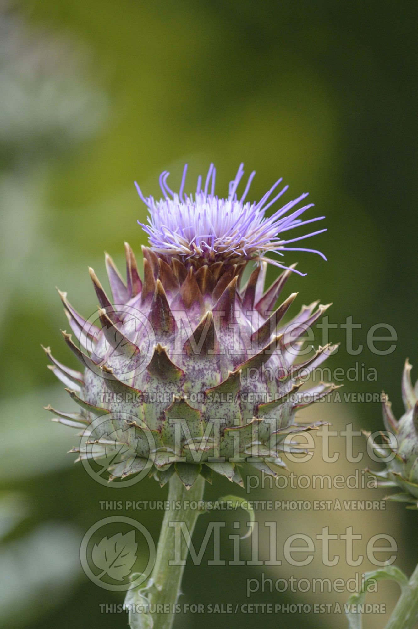 Cynara cardunculus (cardon Artichoke vegetable) 4