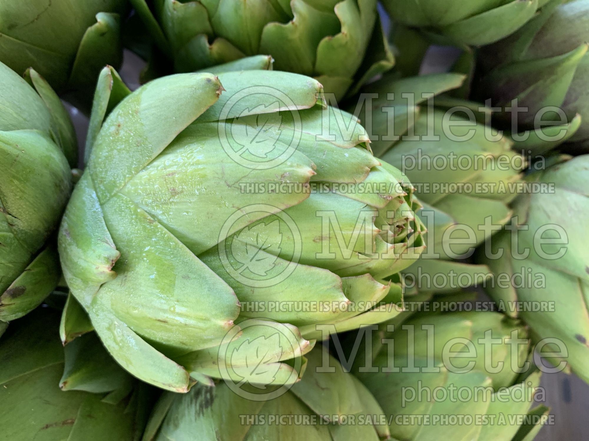Cynara scolymus (Artichoke vegetable) 4