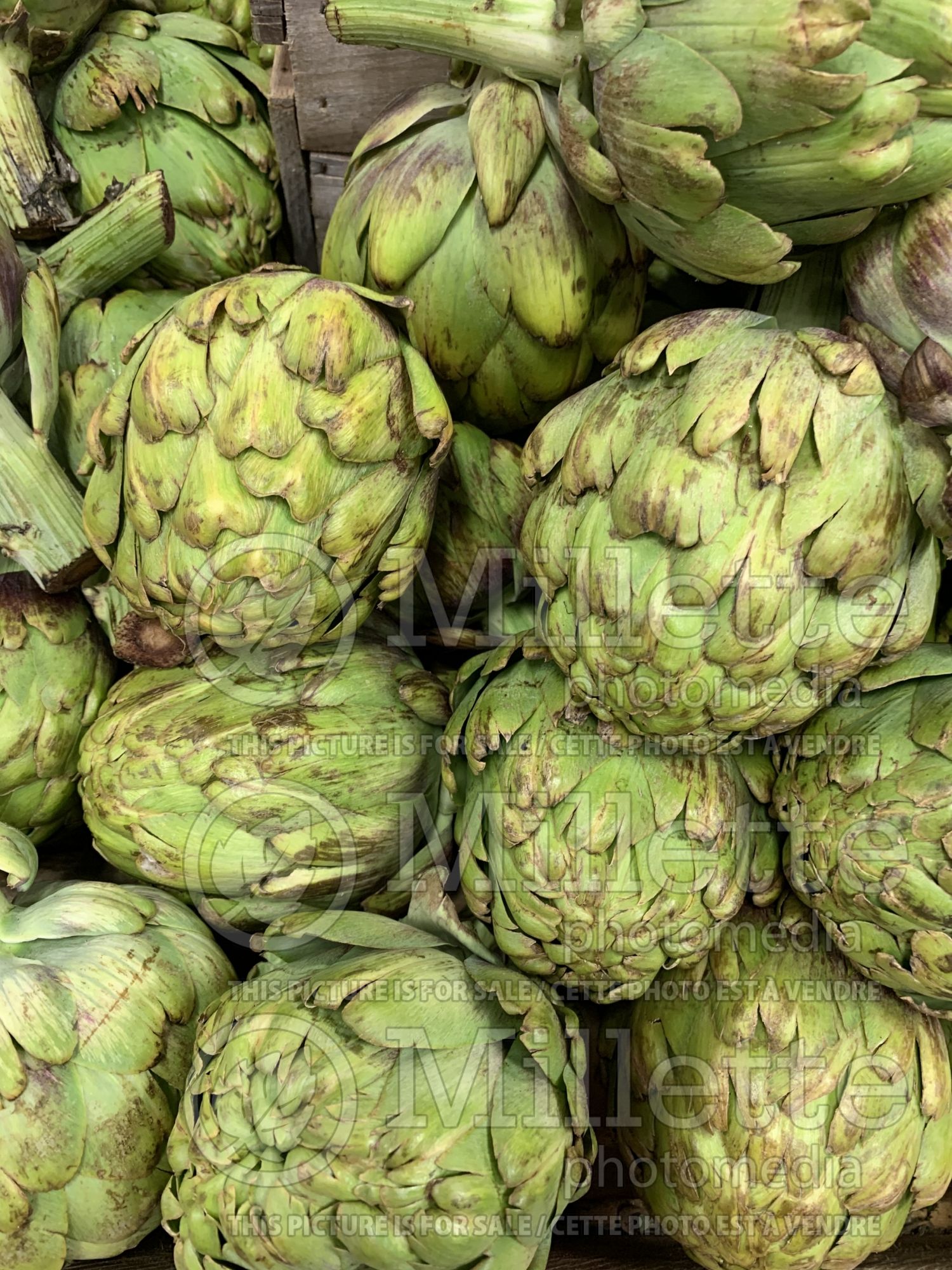 Cynara scolymus (Artichoke vegetable) 5