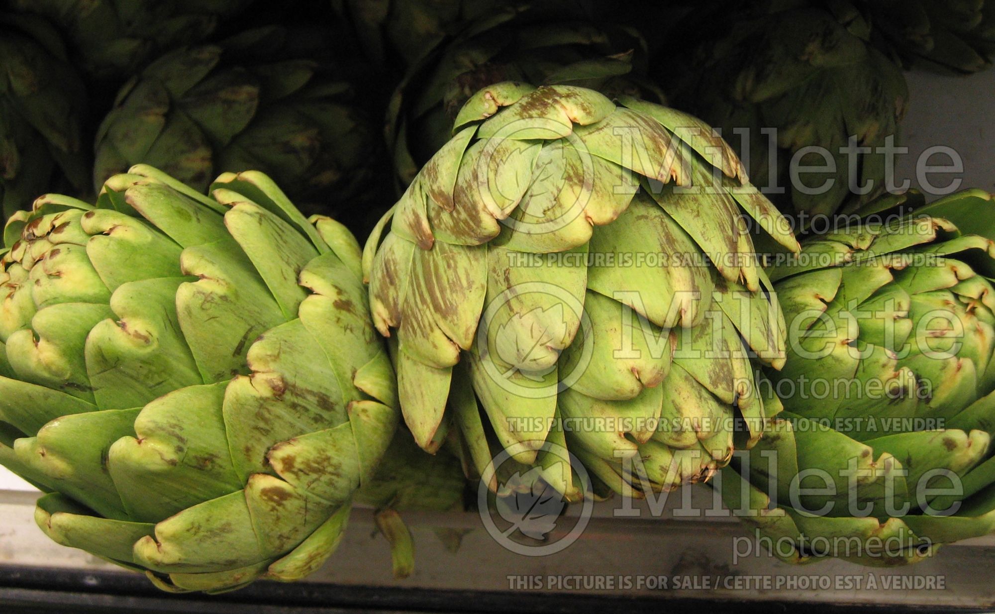 Cynara scolymus (Artichoke vegetable) 10