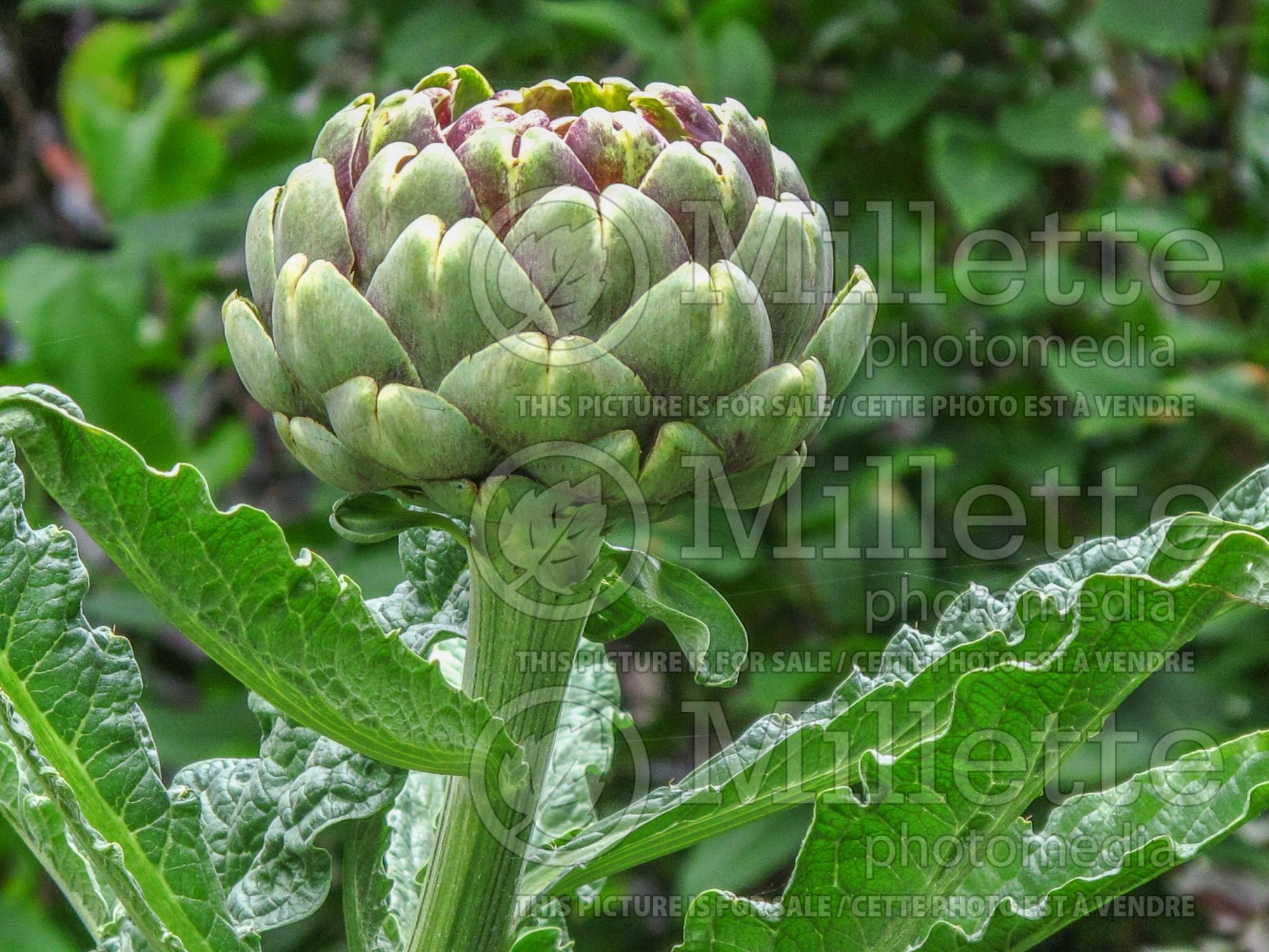 Cynara scolymus (Artichoke vegetable) 7