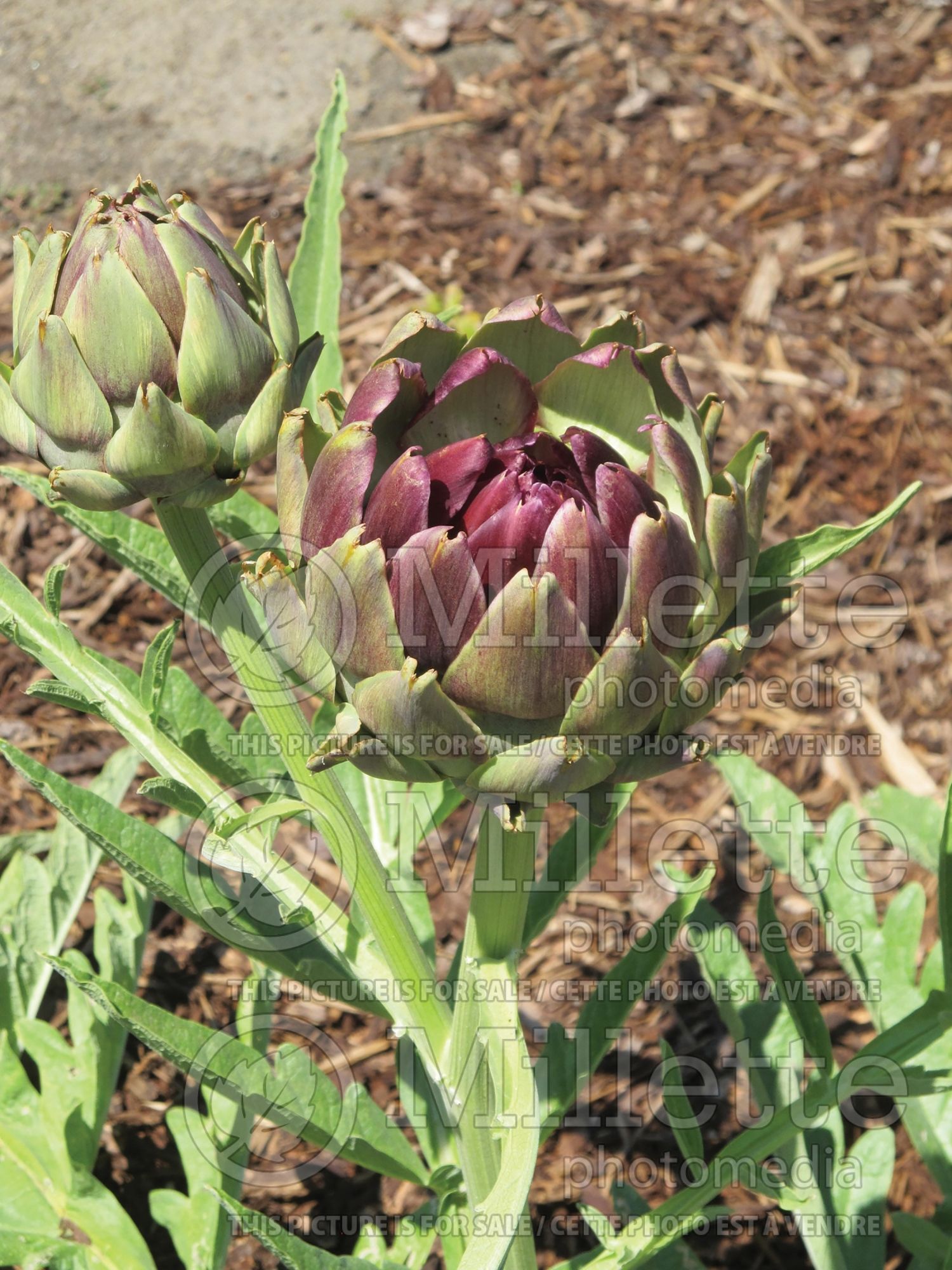 Cynara scolymus (Artichoke vegetable) 8