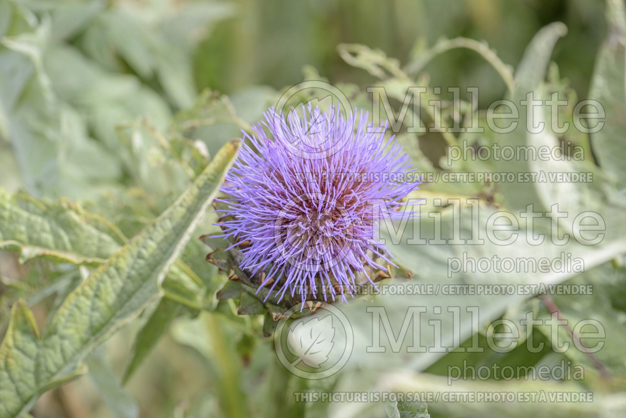 Cynara Glauca (Artichoke vegetable) 1