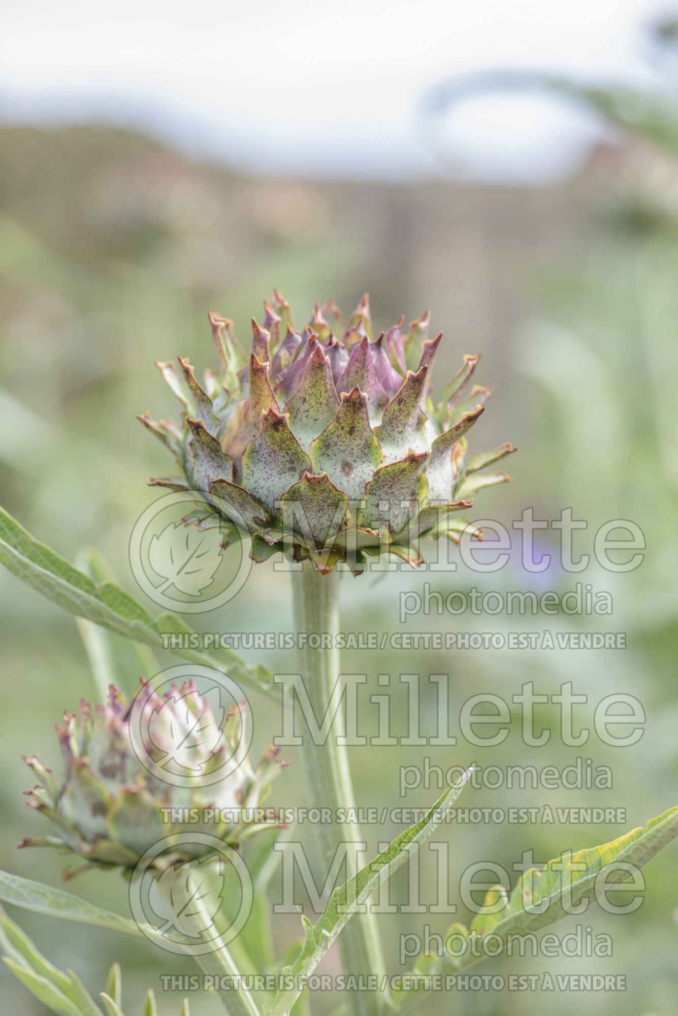 Cynara Glauca (Artichoke vegetable) 2
