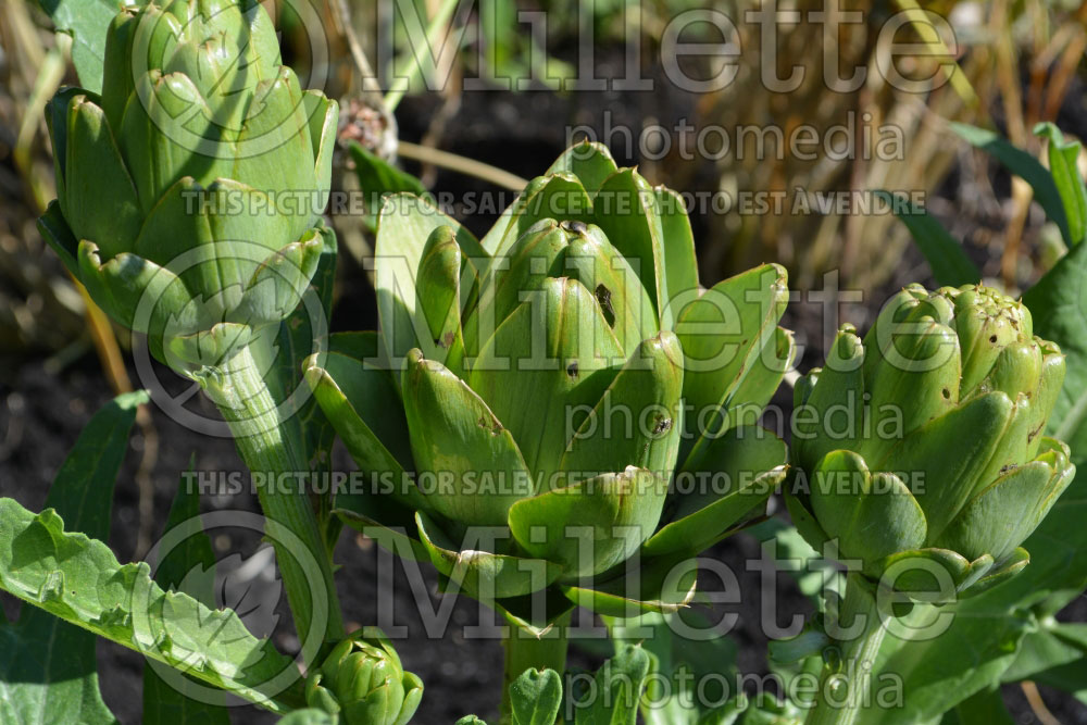 Cynara Imperial Star (Globe Artichoke) 2