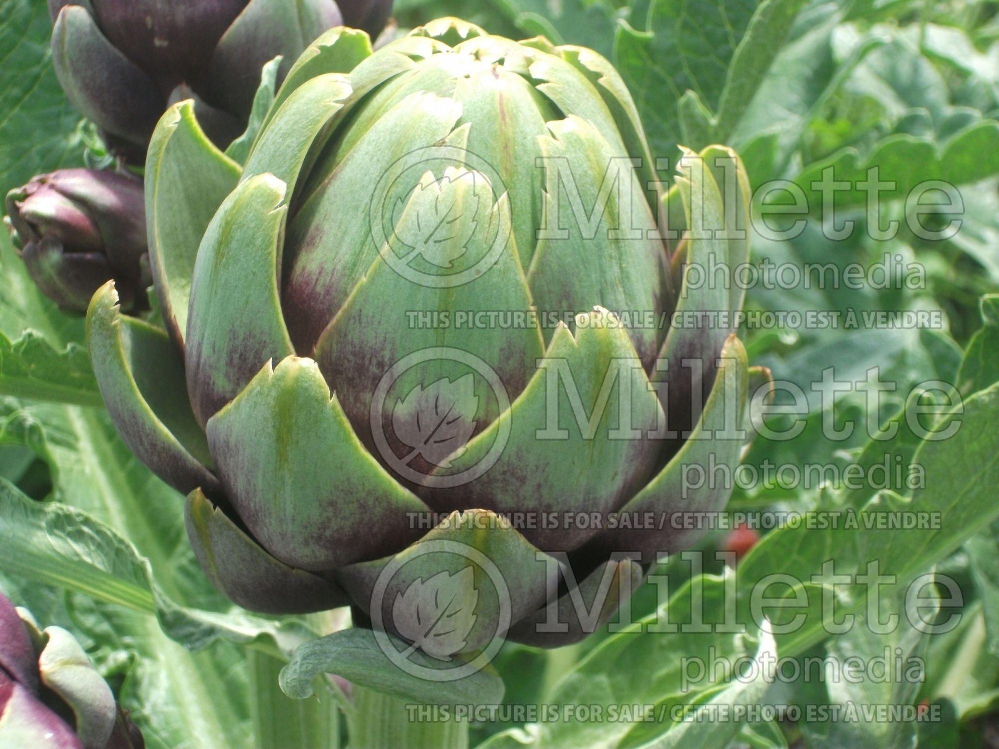 Cynara Tempo (Artichoke vegetable) 1