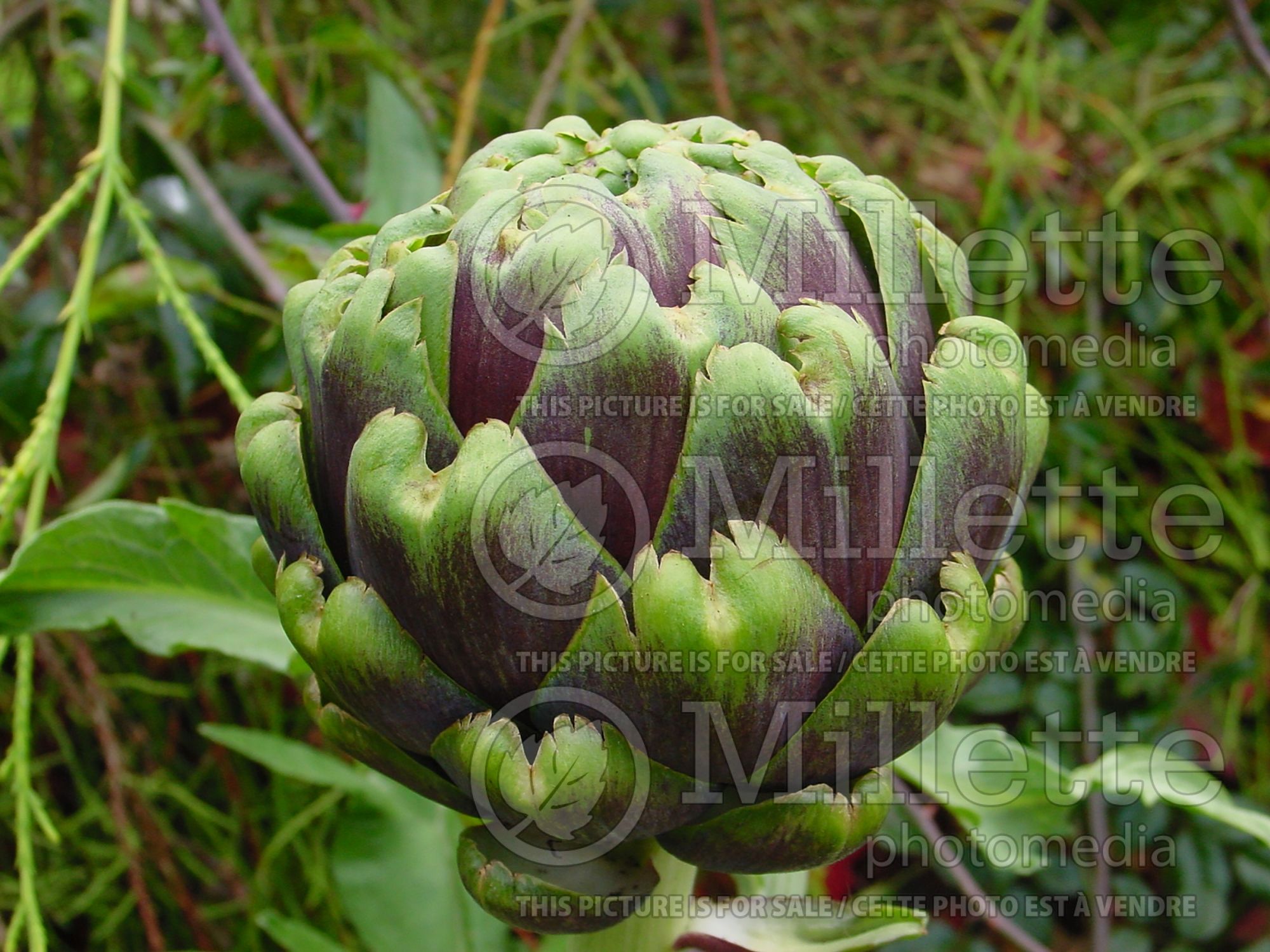 Cynara scolymus (Artichoke vegetable) 12