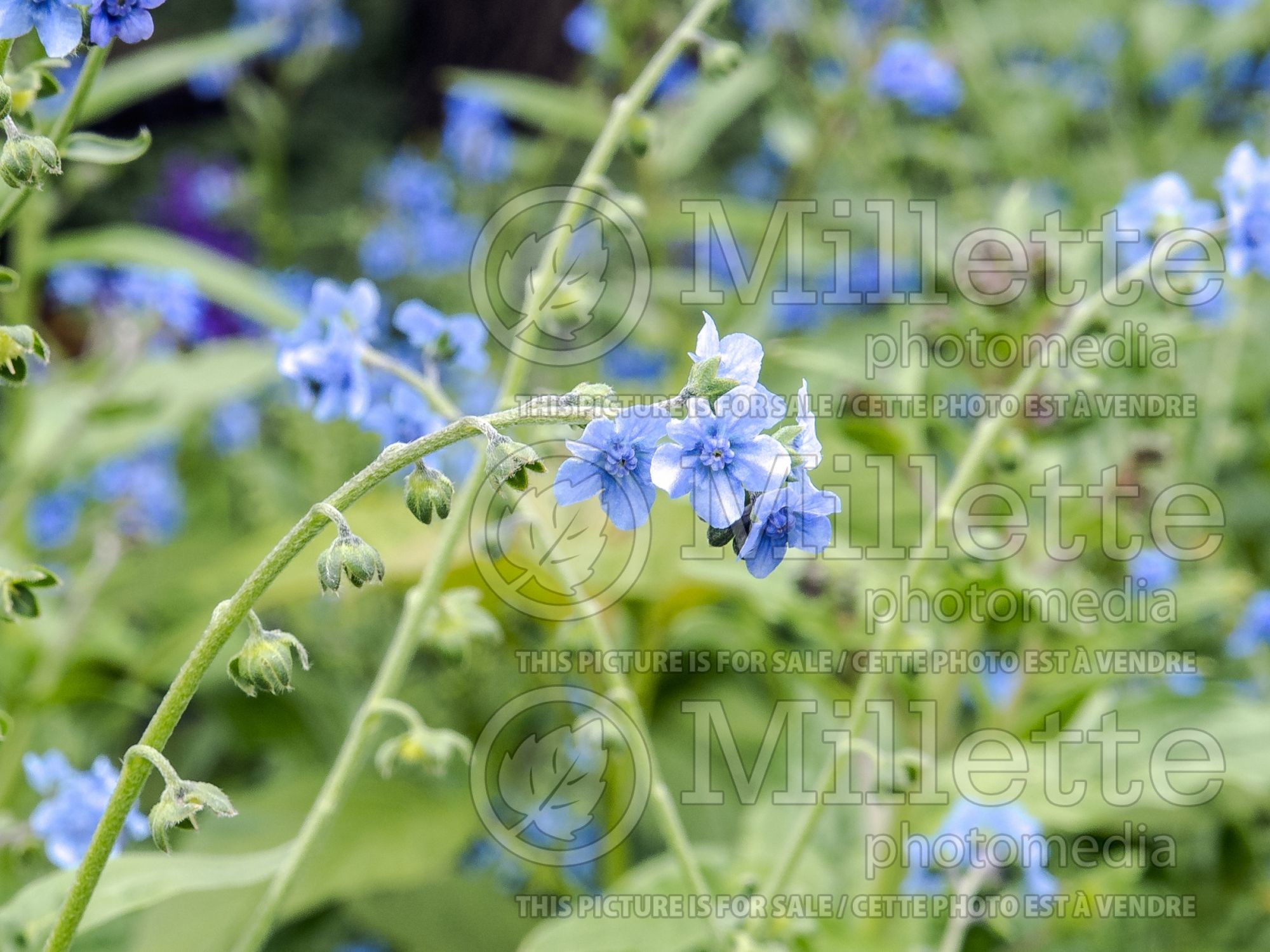 Cynoglossum Firmament (Chinese Forget-Me-Not) 1