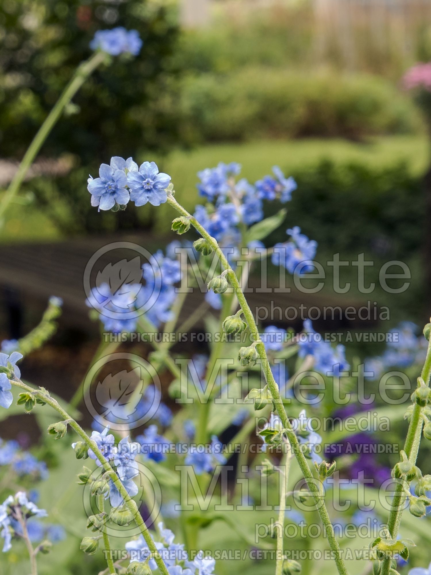 Cynoglossum Firmament (Chinese Forget-Me-Not) 2
