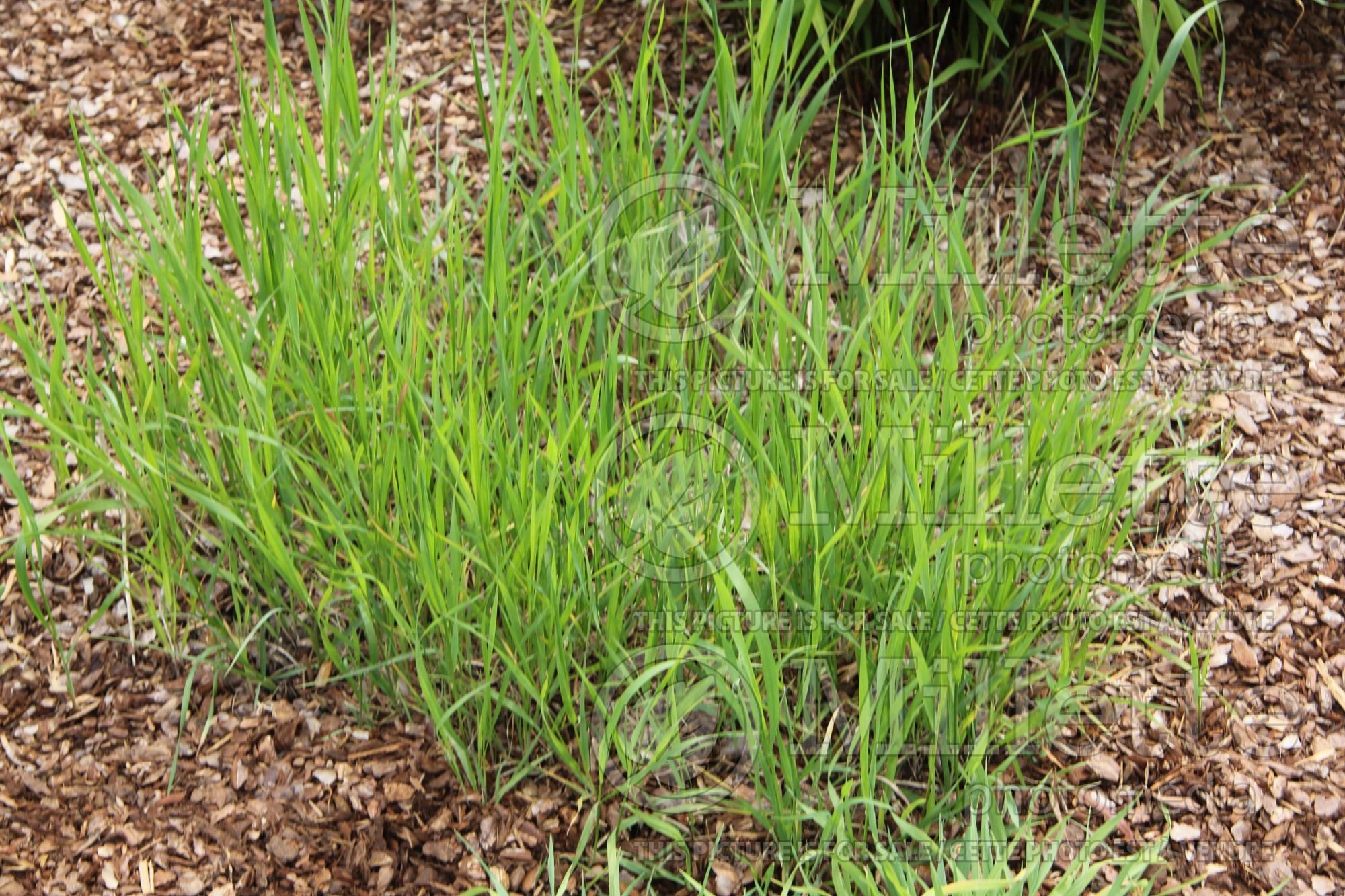 Cynosurus echinatus (bristly dogstail grass Ornamental Grass) 1