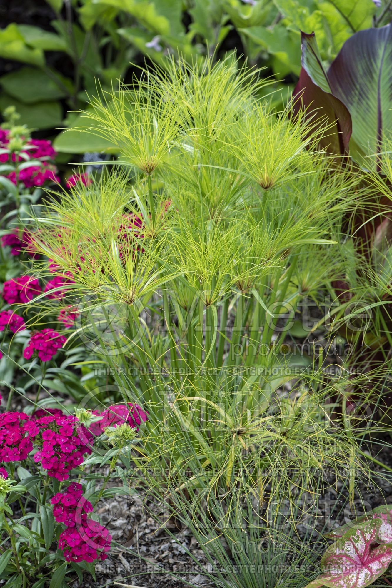 Cyperus Prince Tut (sedge) 1