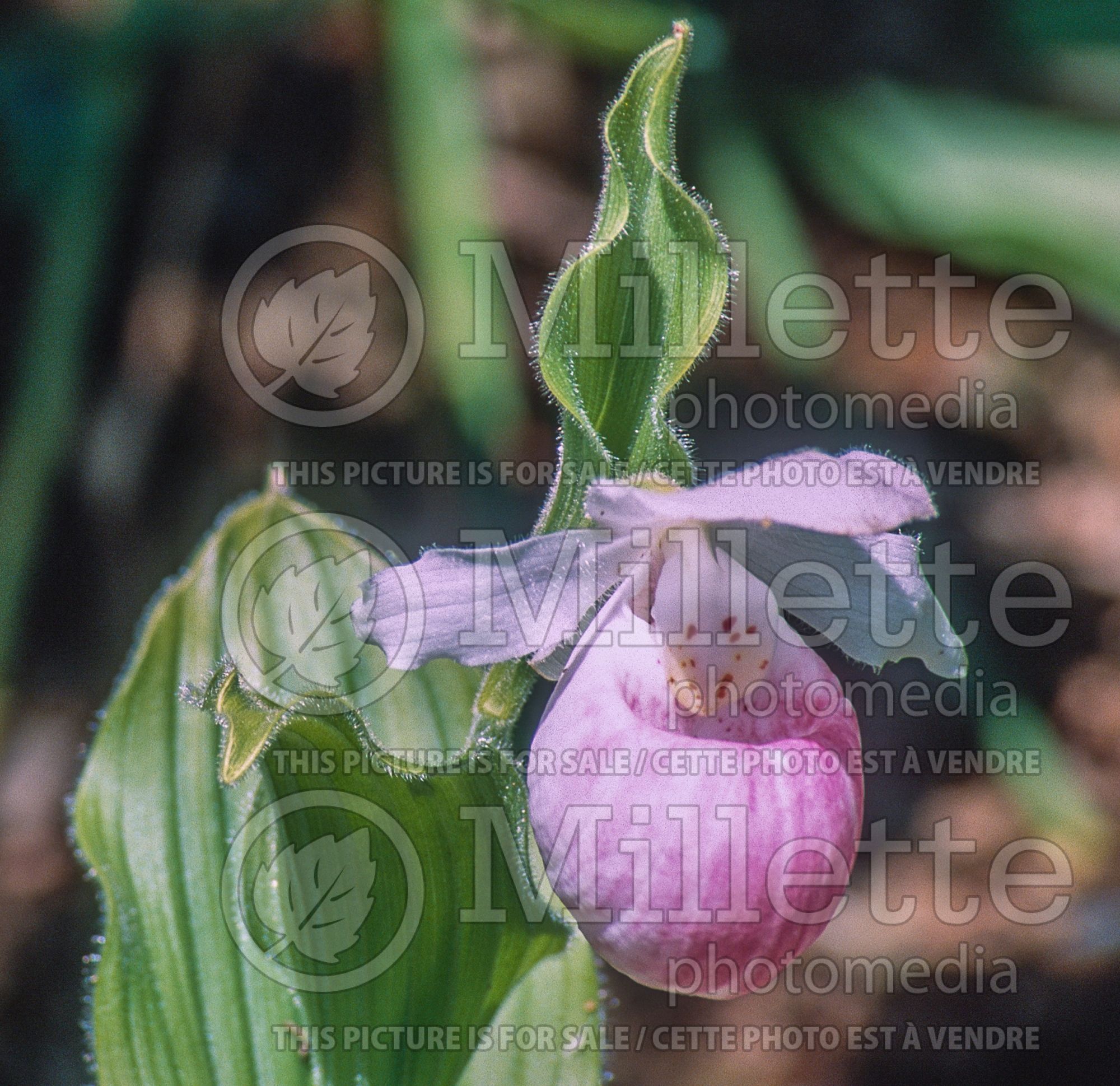 Cypripedium reginae (Lady's Slipper) 8
