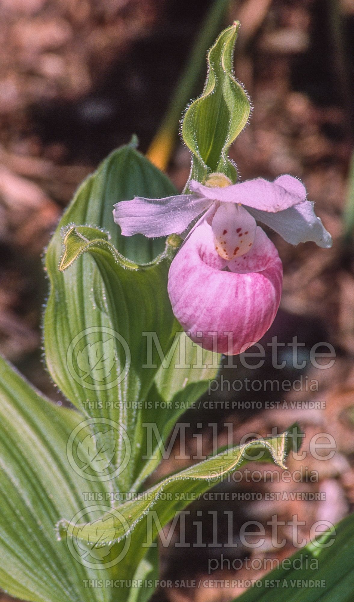 Cypripedium reginae (Lady's Slipper) 9