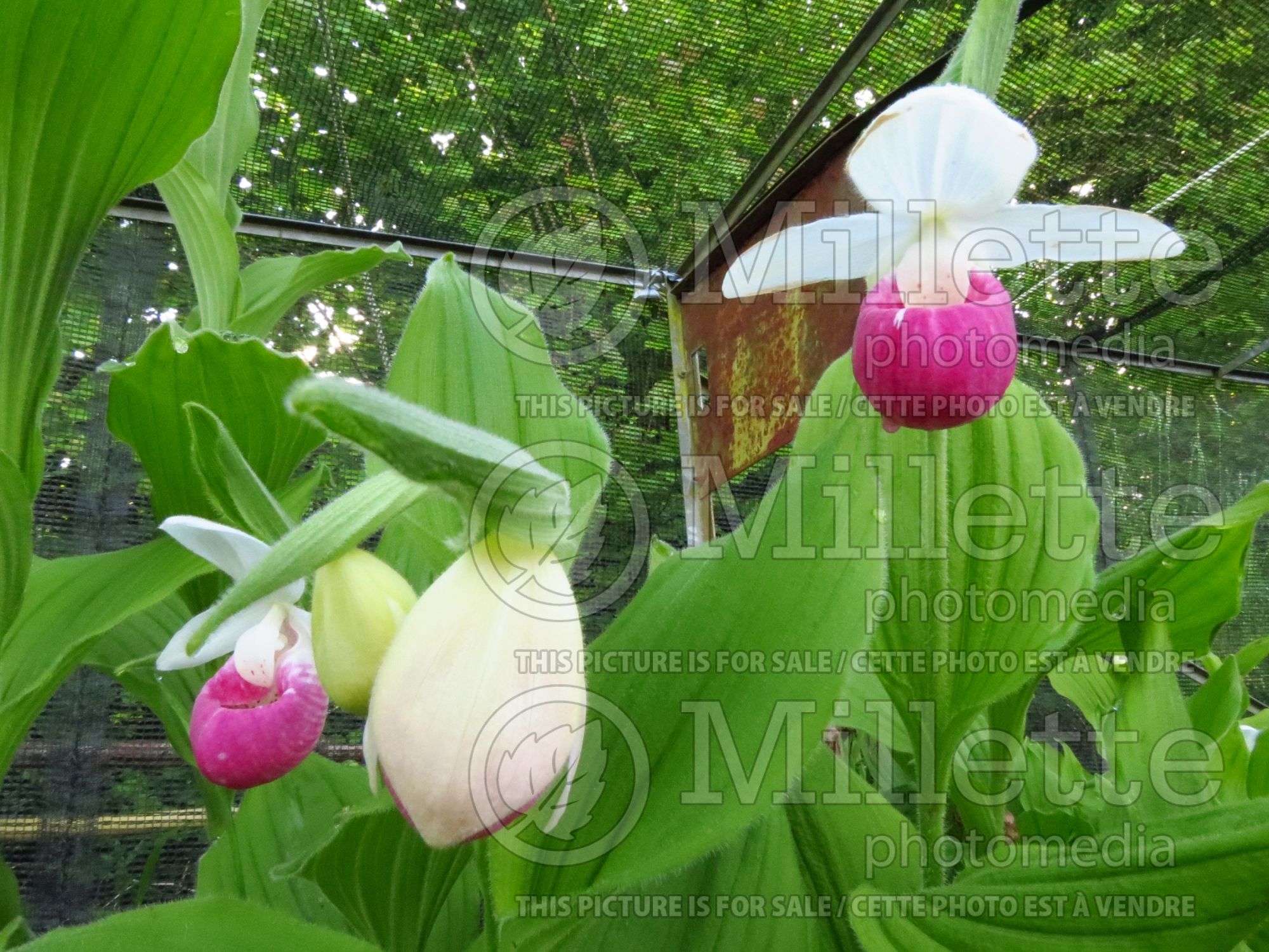 Cypripedium reginae (Lady's Slipper) 6