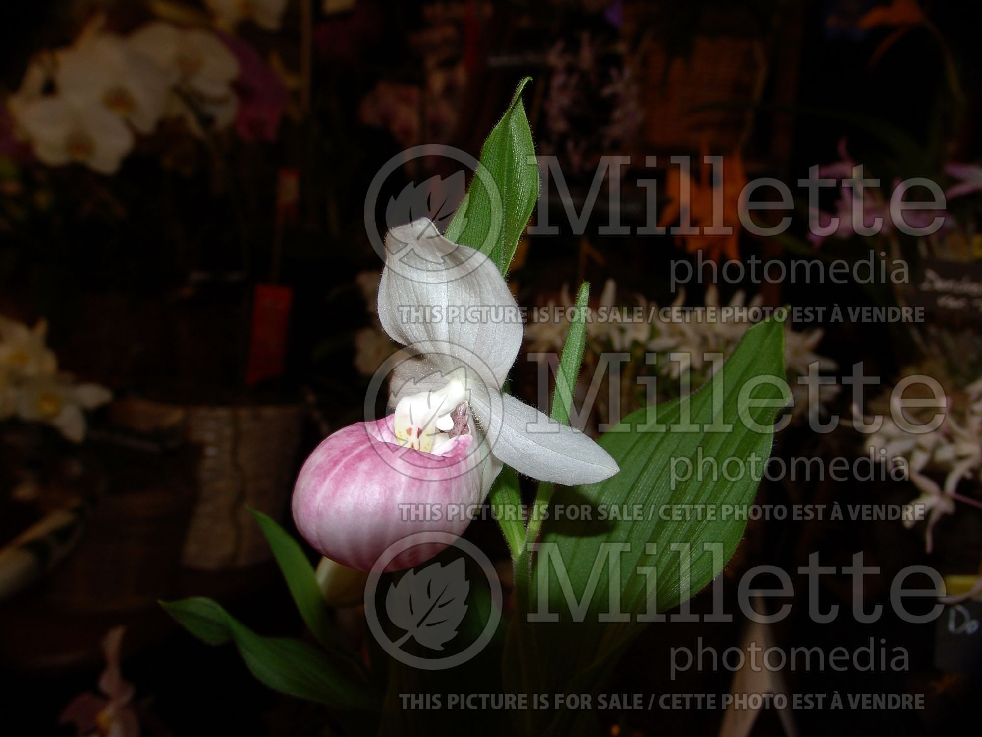 Cypripedium reginae (Lady's Slipper) 7