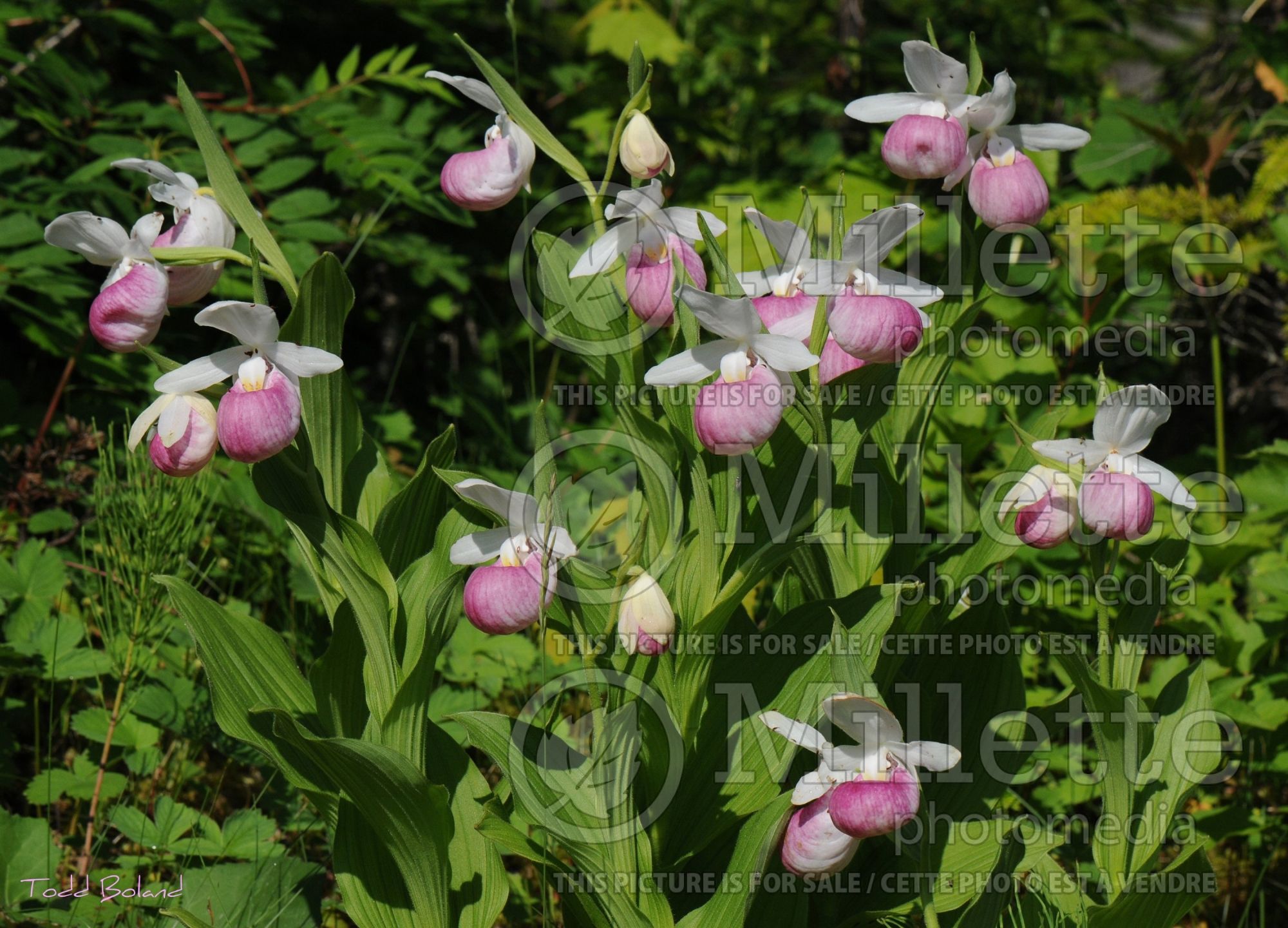 Cypripedium reginae (Lady's Slipper) 10