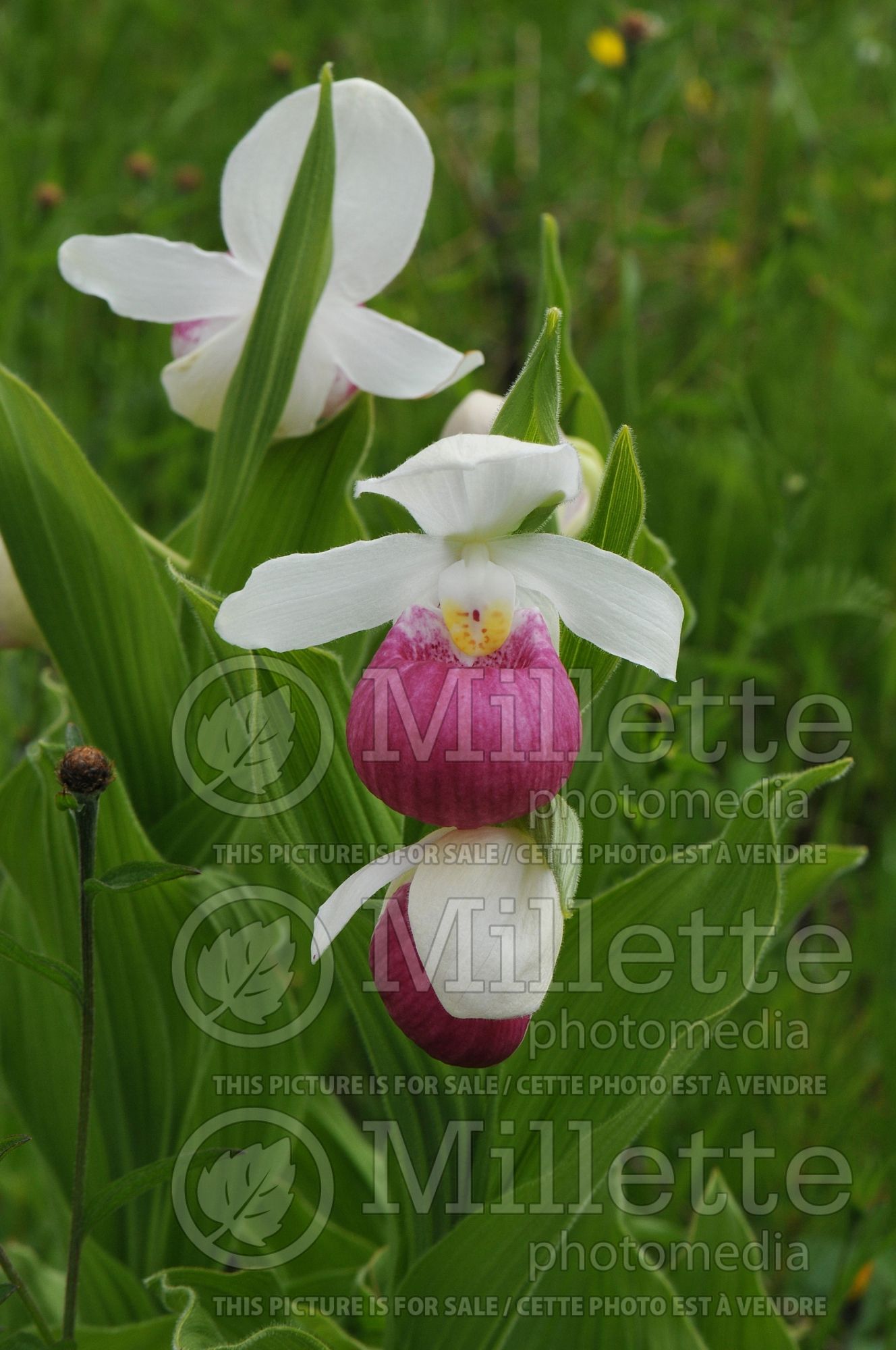 Cypripedium reginae (Lady's Slipper) 11