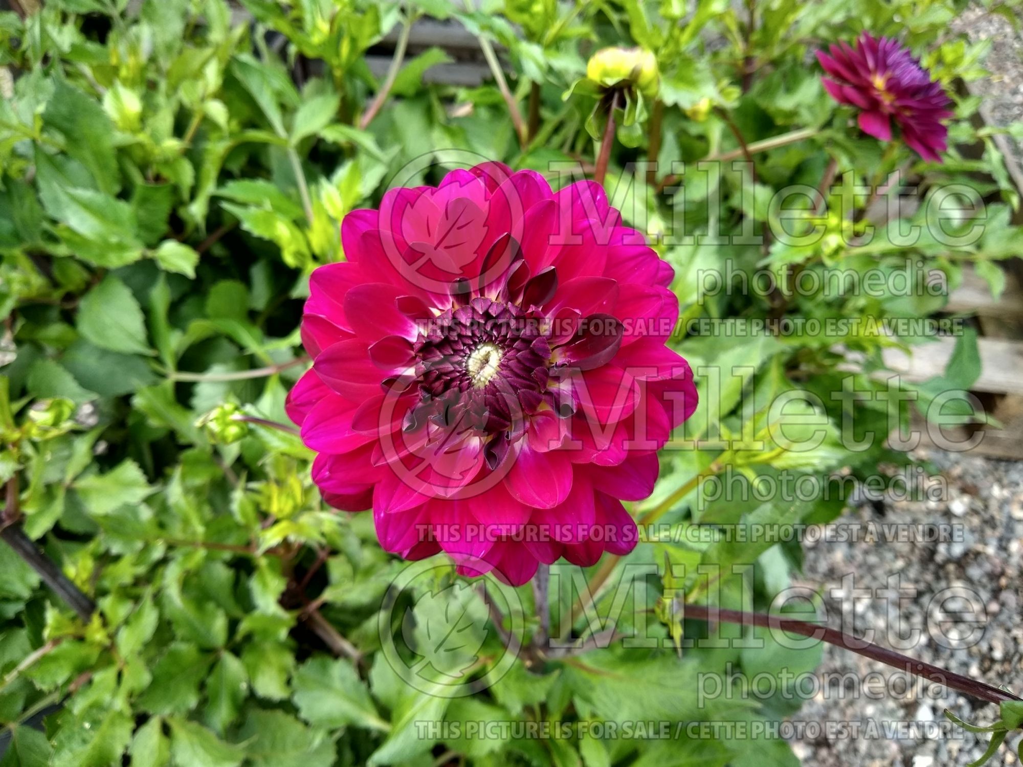 Dahlia Arabian Night (Dahlia) 2