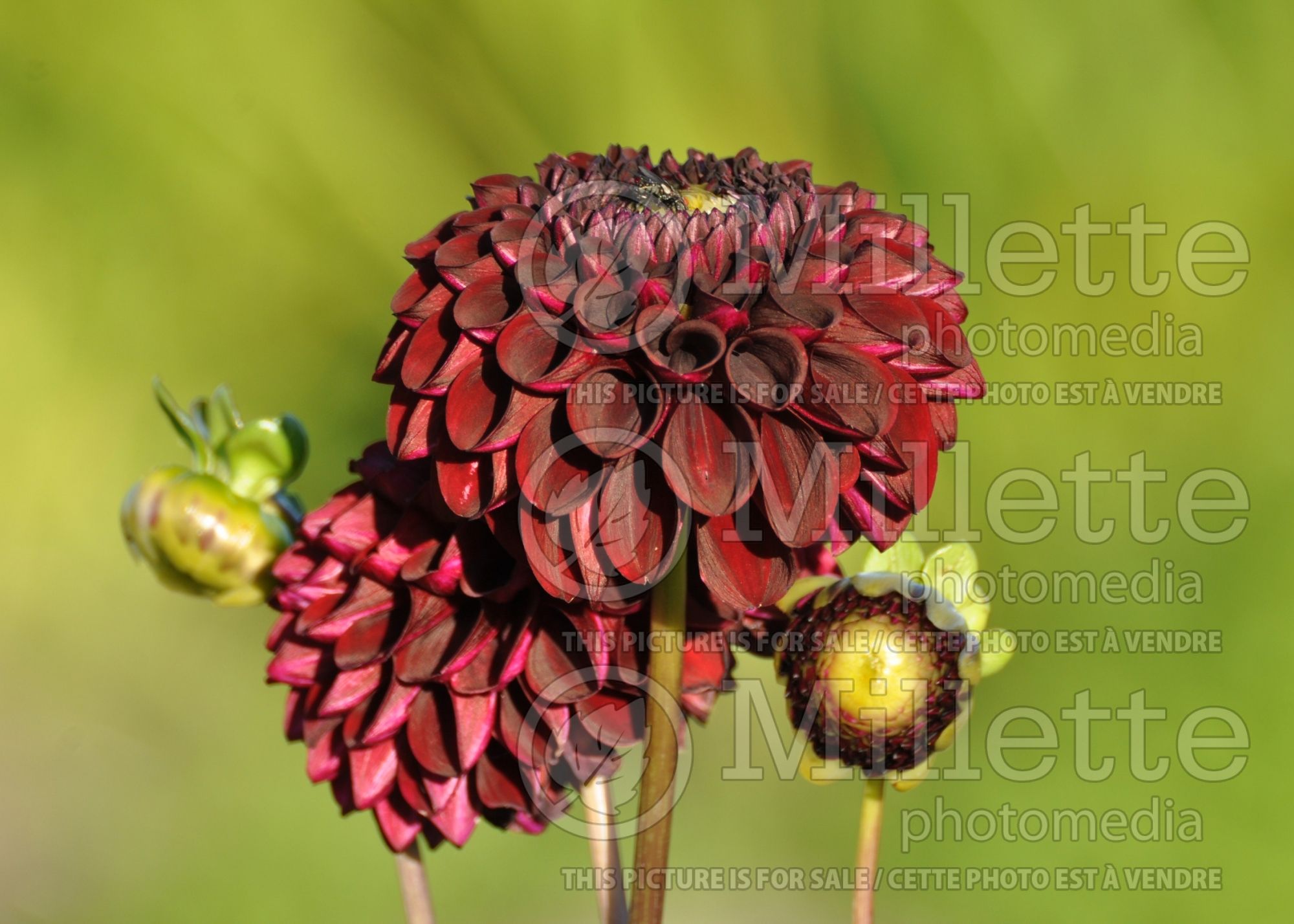 Dahlia Black Pierre (Dahlia) 1