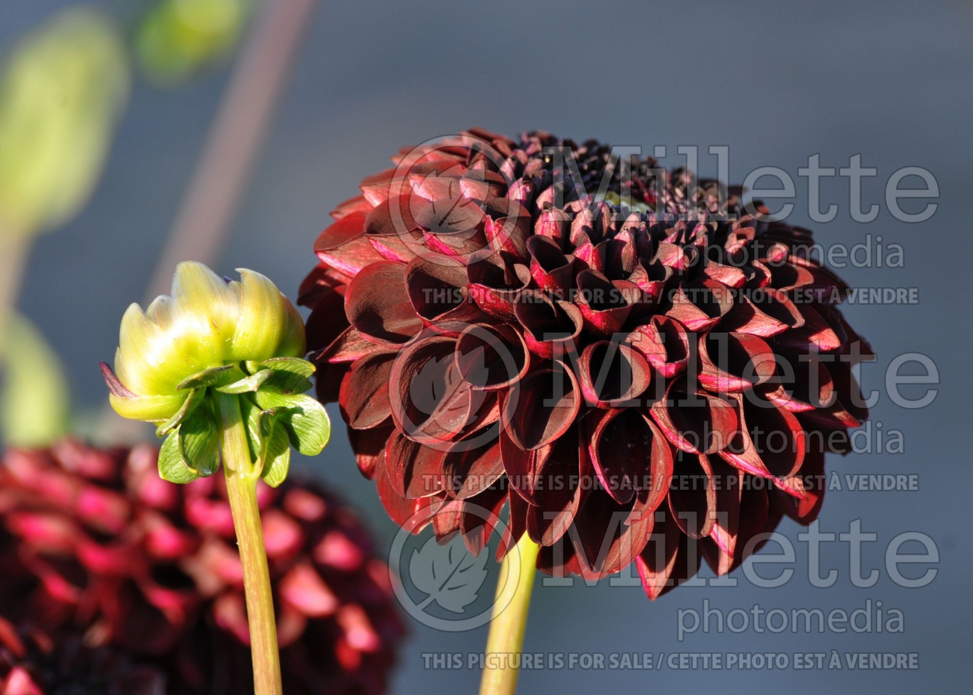 Dahlia Black Pierre (Dahlia) 2