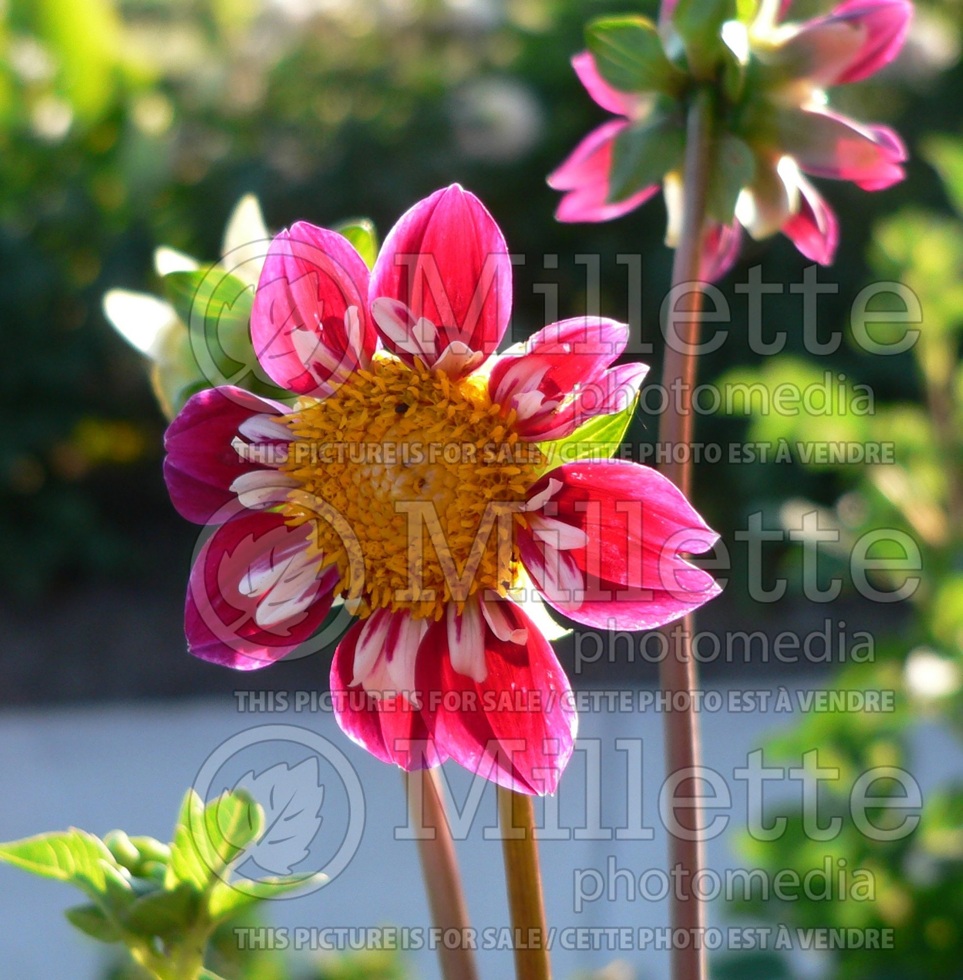 Dahlia Bumble Rumble (Dahlia) 2