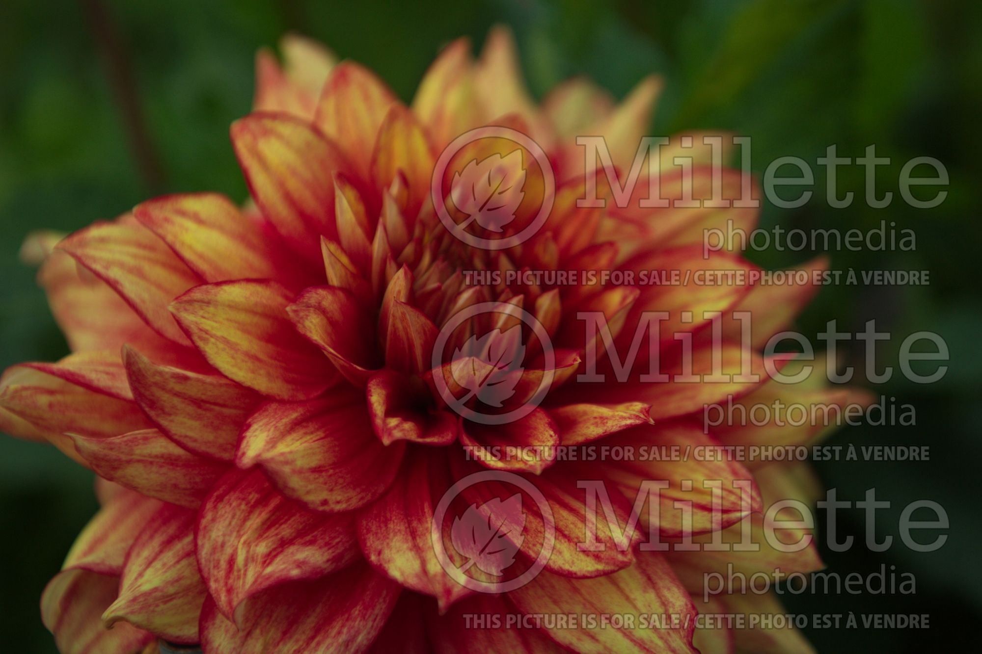 Dahlia Christine (Dahlia Decorative) 1