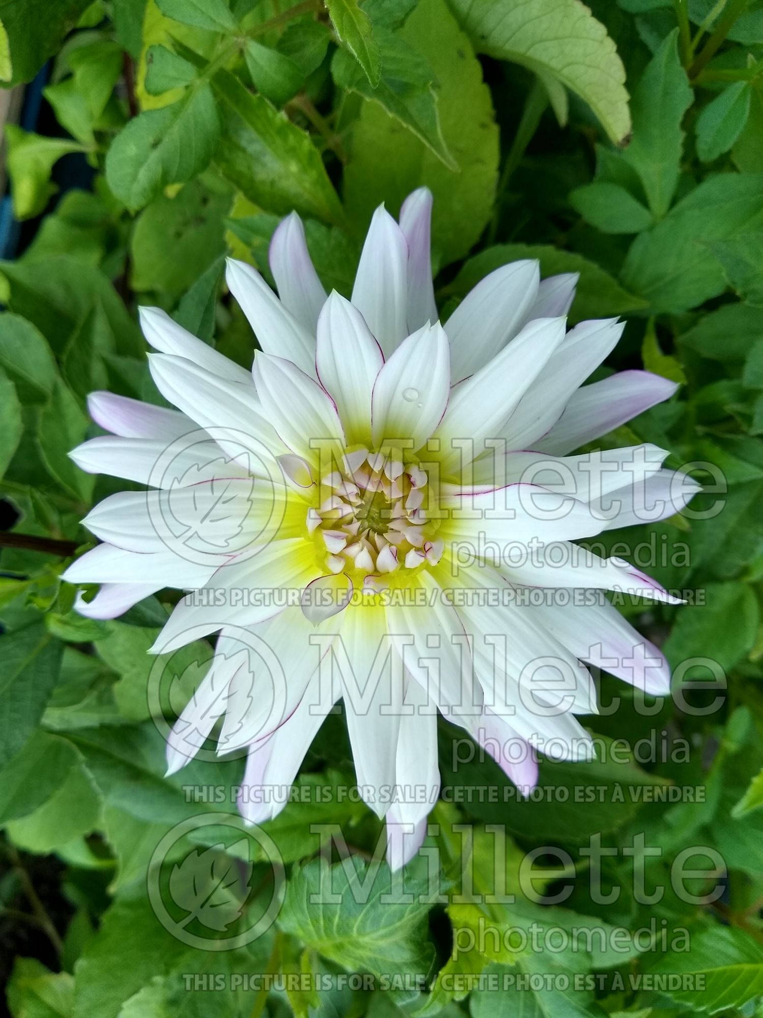 Dahlia Crazy Love (Dahlia) 1