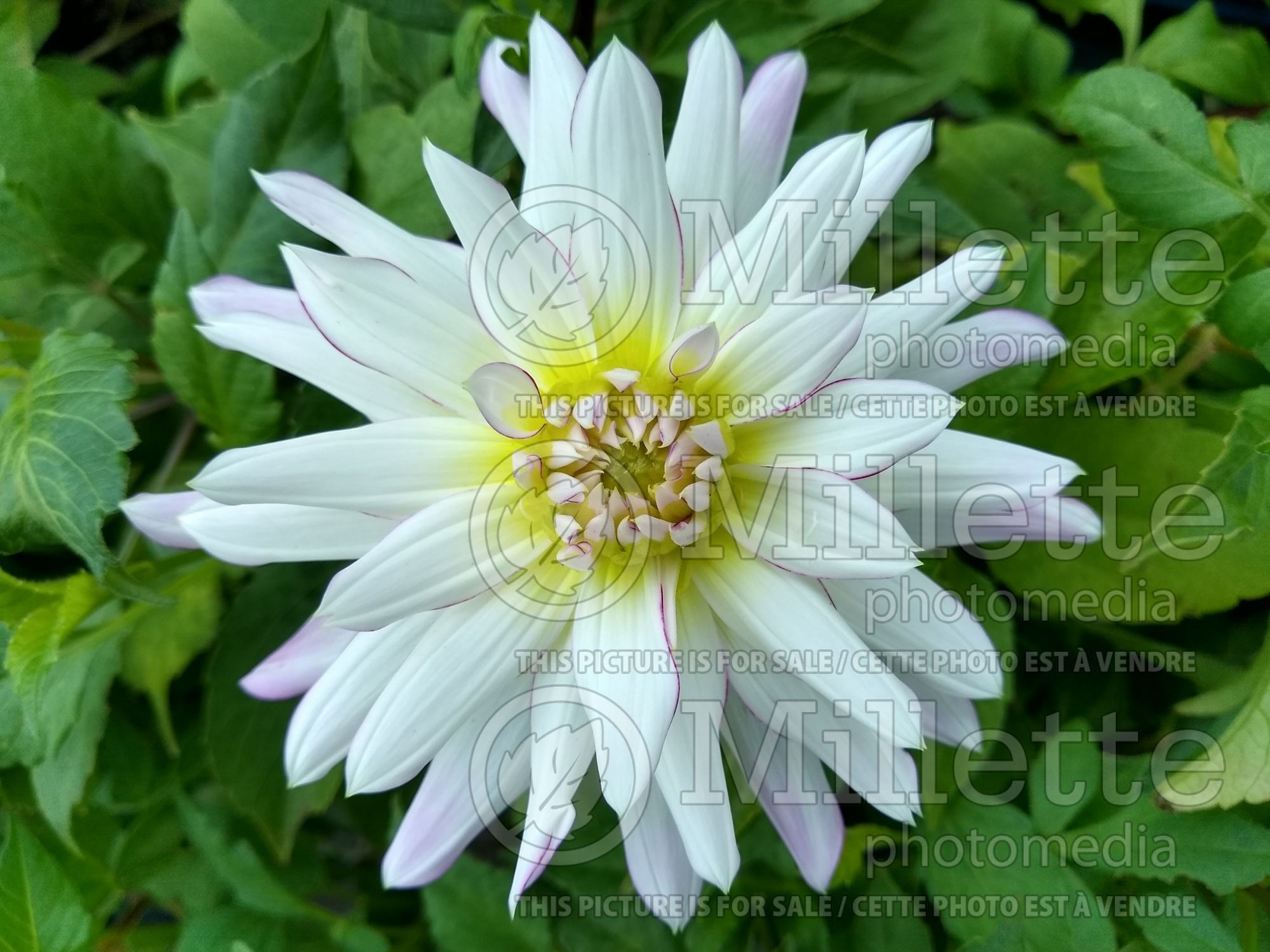 Dahlia Crazy Love (Dahlia) 2