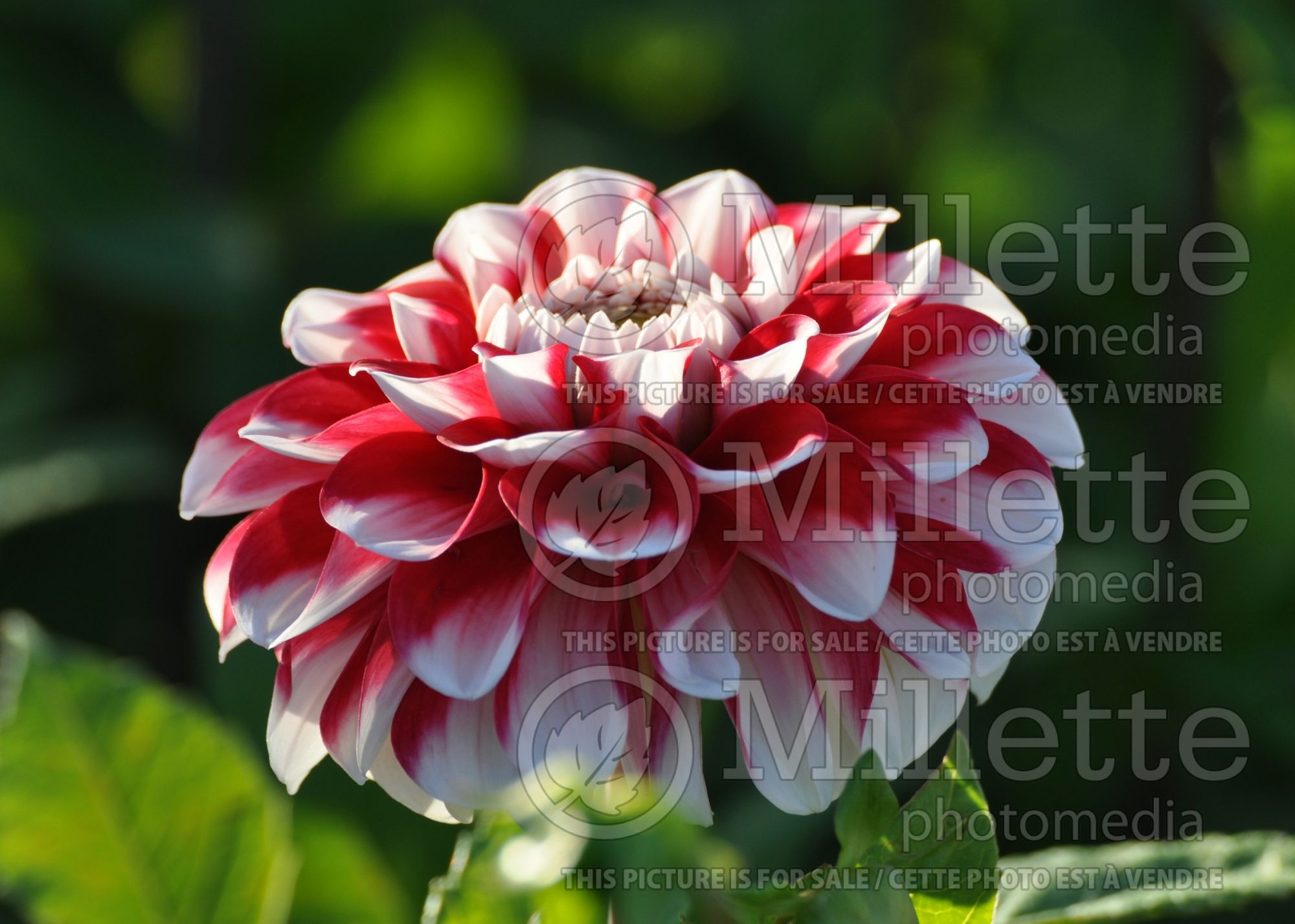 Dahlia Cum Laude (Dahlia) 1