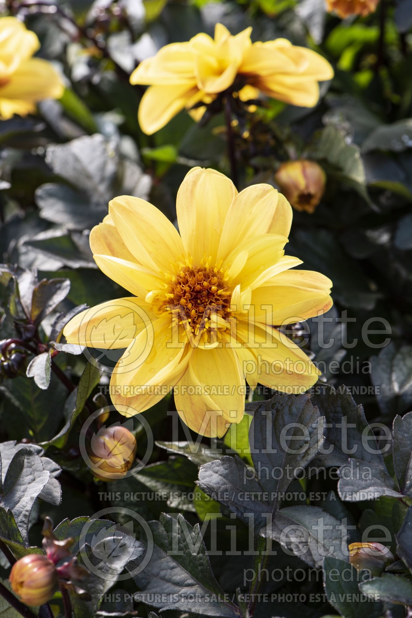 Dahlia Dahlightful Tupelo Honey (dahlia) 1