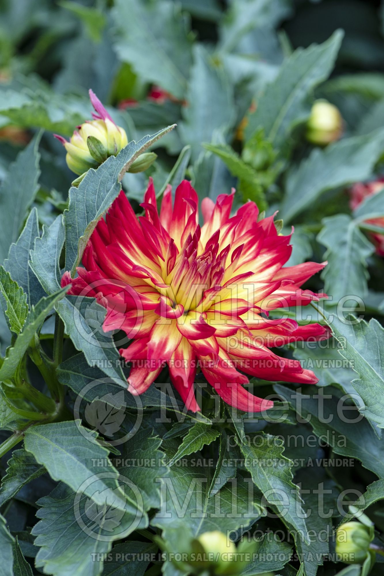 Dahlia Dahlinova Hypnotica Icarus (decorative dahlia) 1