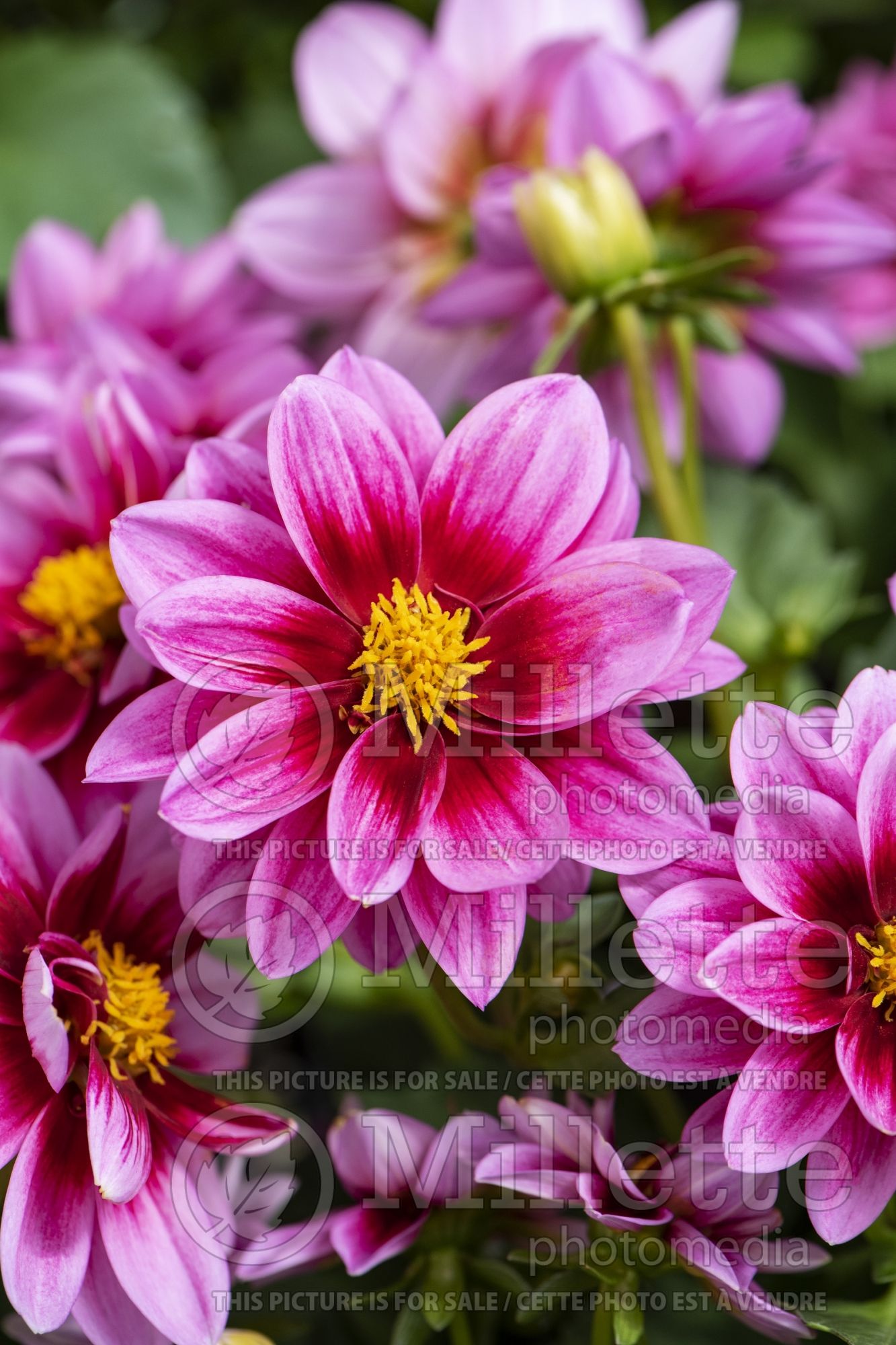 Dahlia Dalaya Pink and Rose Eye (dahlia) 1