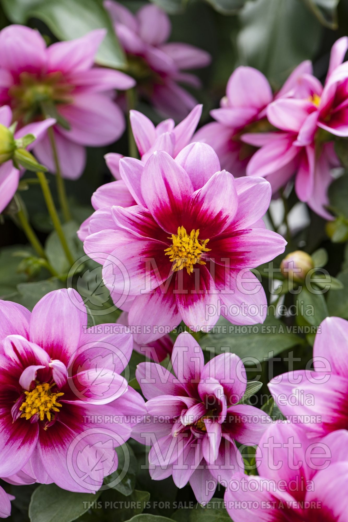 Dahlia Dalaya Yogi (dahlia) 1